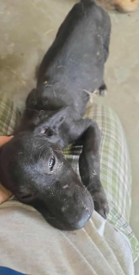 Carrie, Adoptable, Young Female Mixed Breed.