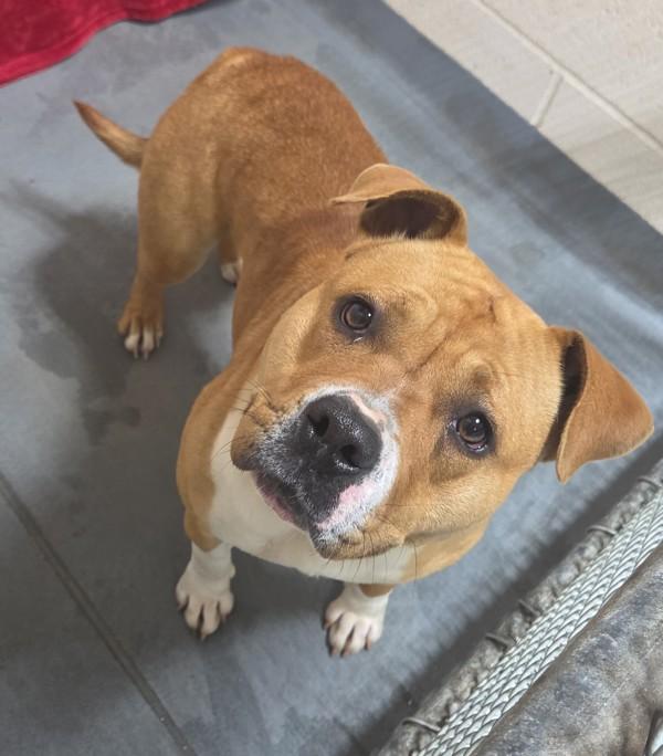 26-03-0609 Cathy, Adoptable, Adult Female Pit Bull Terrier.