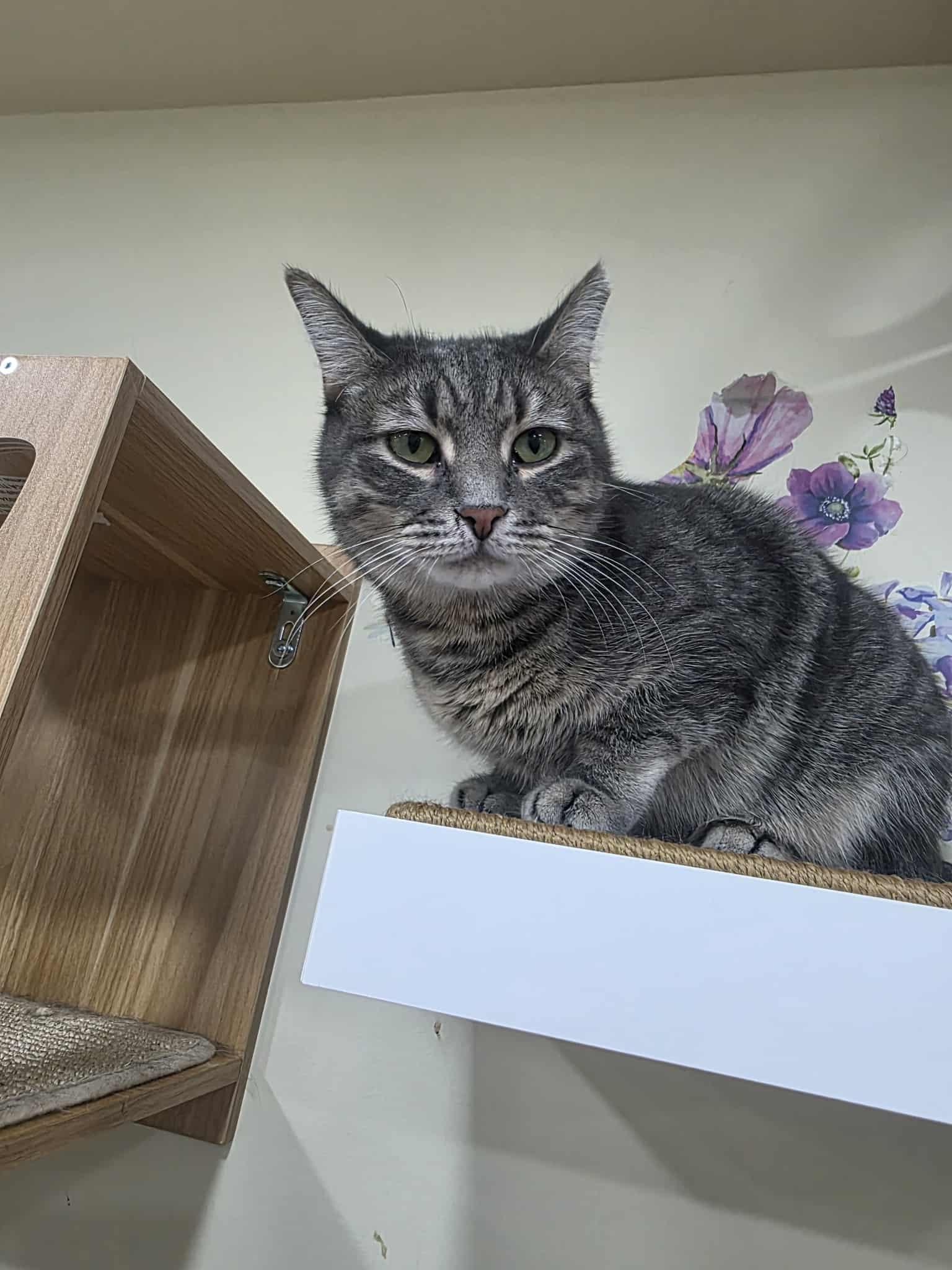 Enlarge Abby, a Adoptable Tabby in Norwich, CT image 4/6