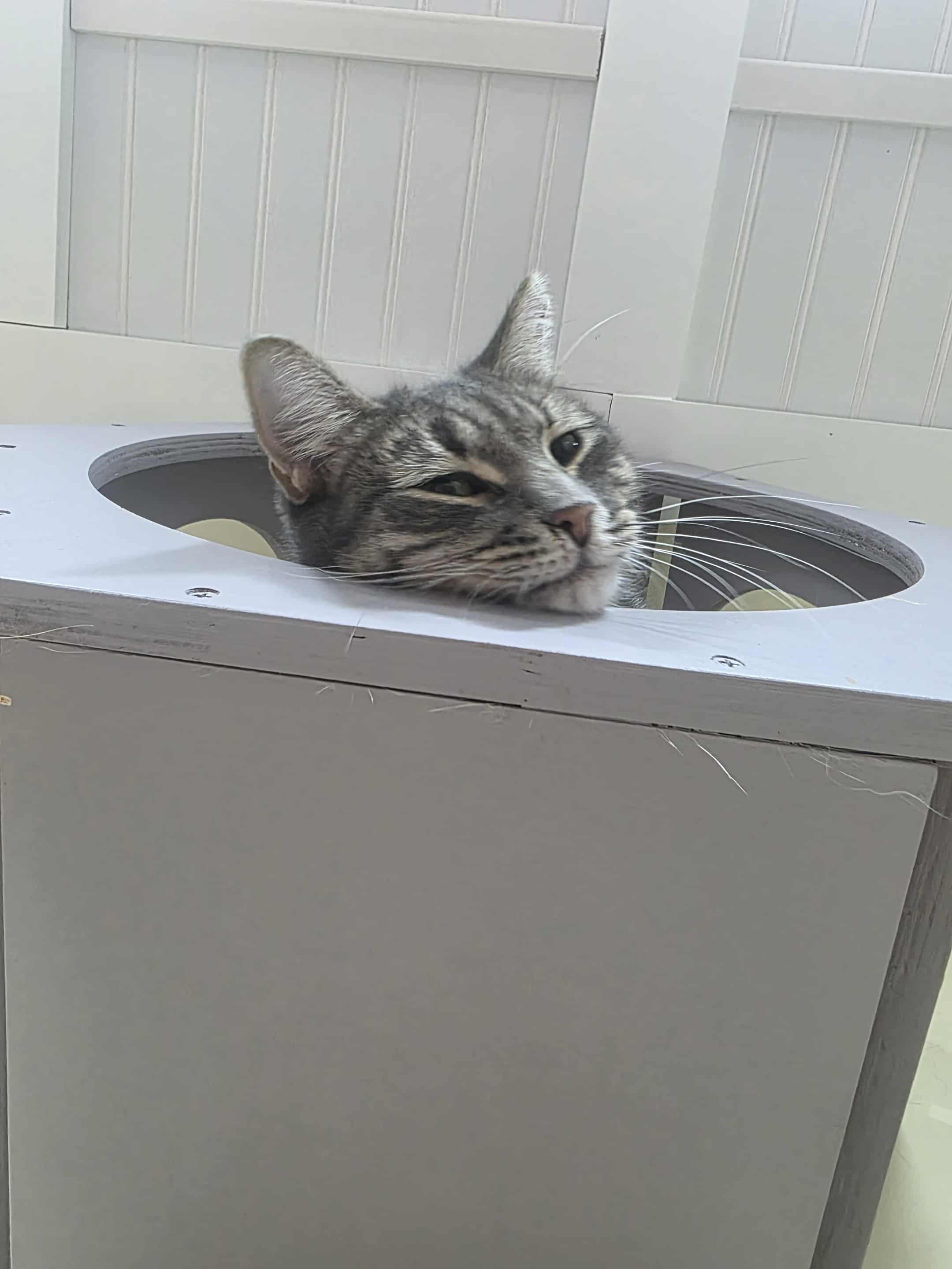 Enlarge Abby, a Adoptable Tabby in Norwich, CT image 5/6