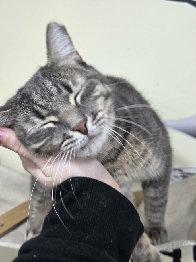 Enlarge Abby, a Adoptable Tabby in Norwich, CT image 2/6