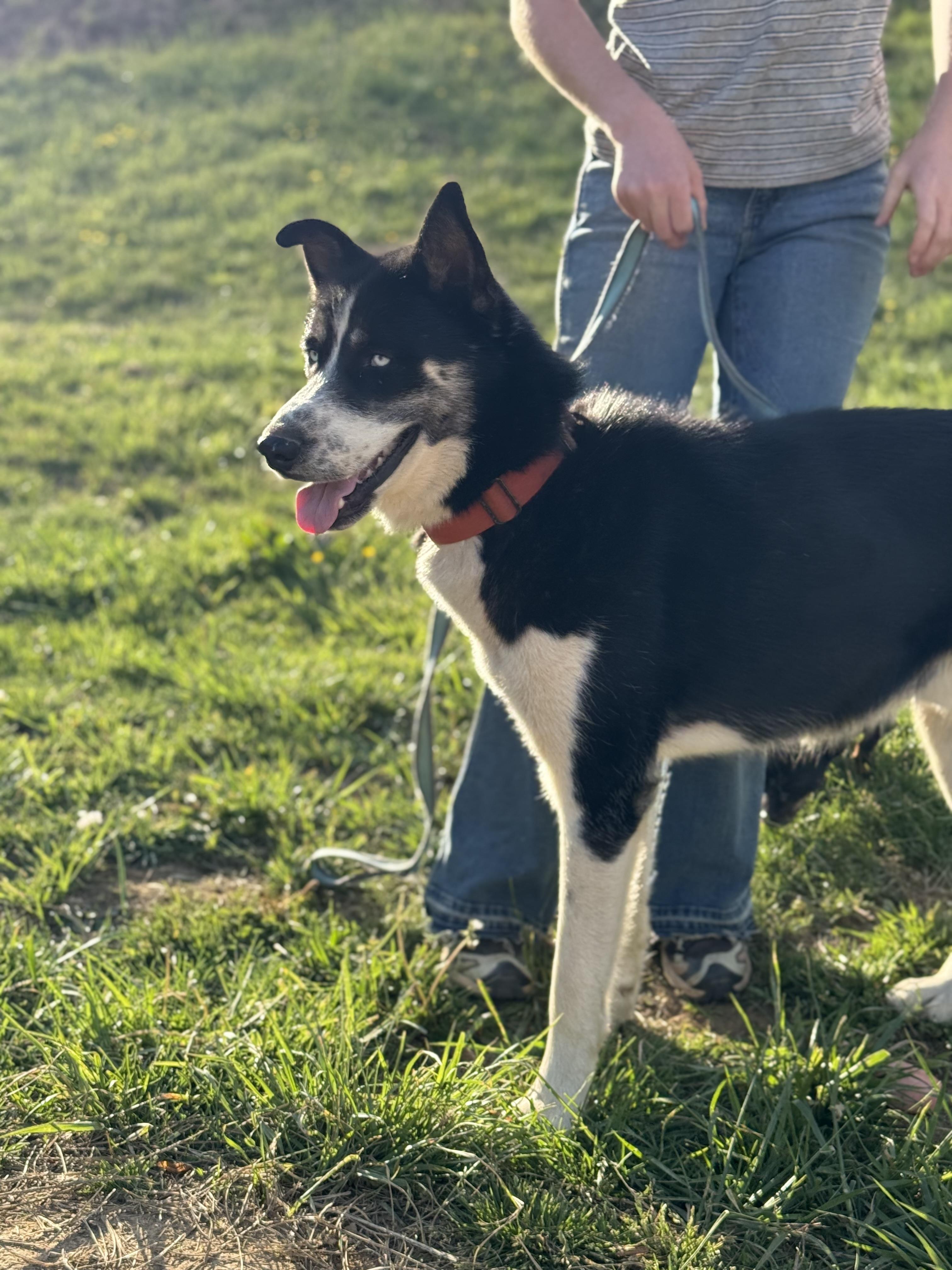 Enlarge Juno, a ADOPTABLE mixed breed in Fries, VA image 4/6