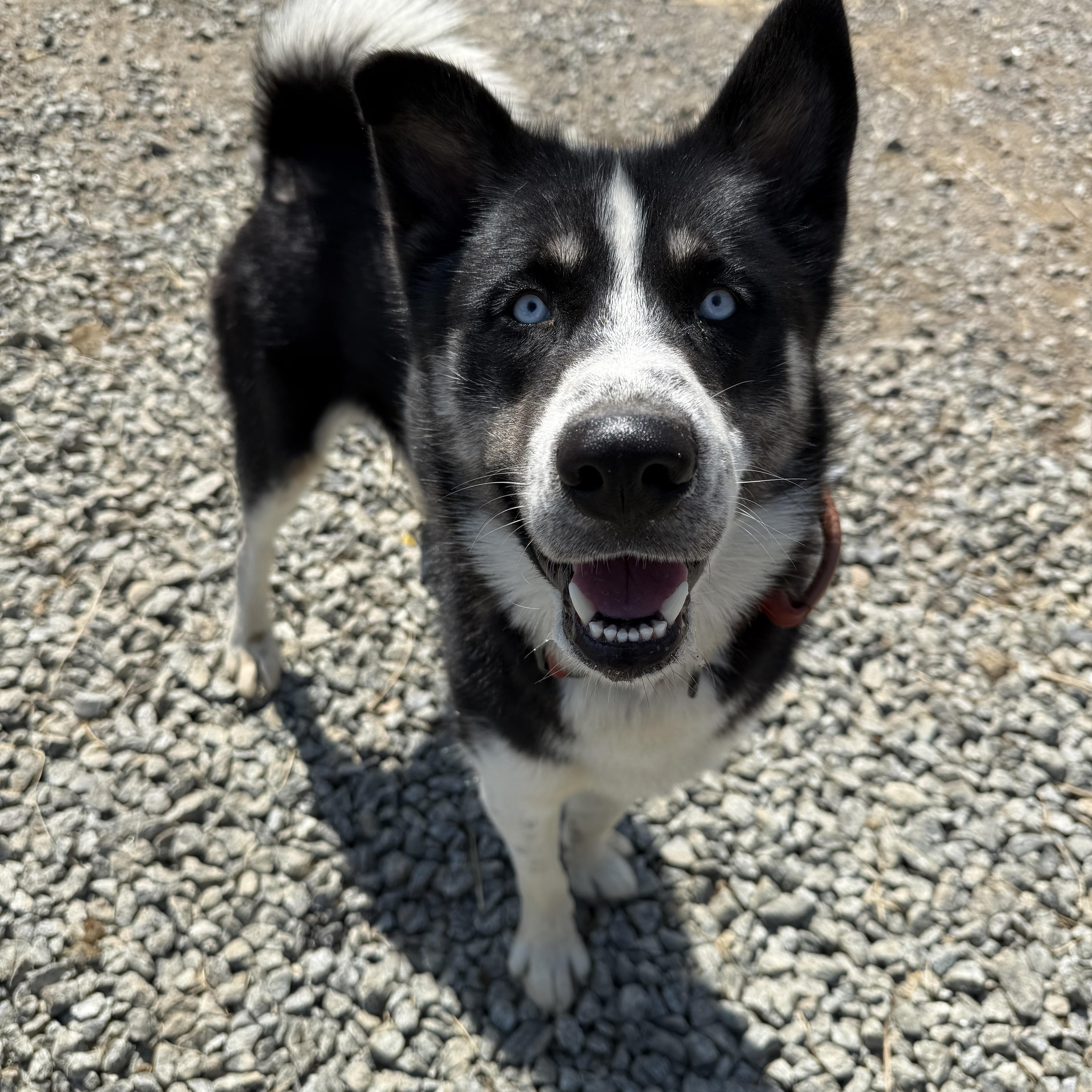 Enlarge Juno, a ADOPTABLE mixed breed in Fries, VA image 2/6