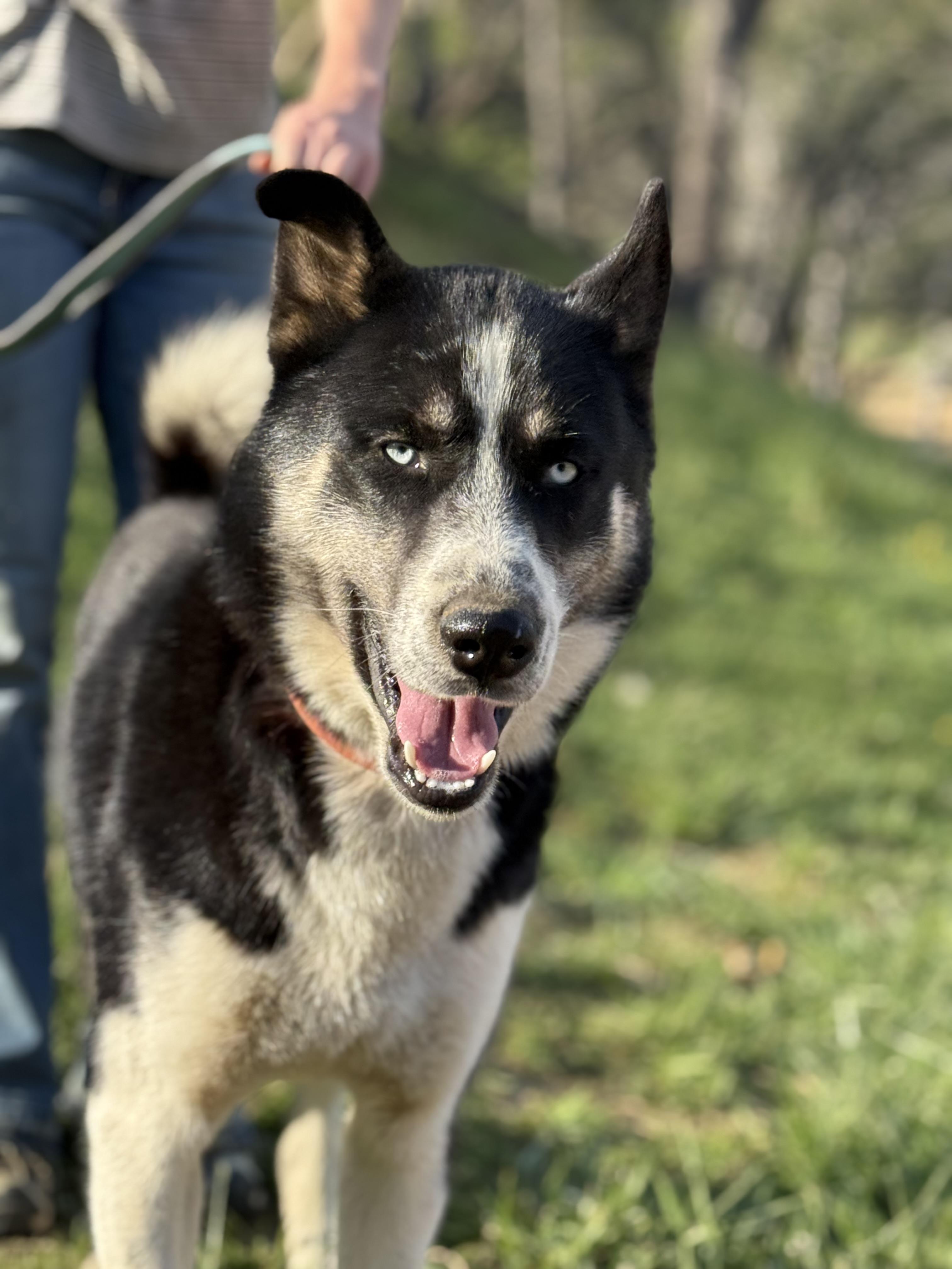 Enlarge Juno, a ADOPTABLE mixed breed in Fries, VA image 3/6