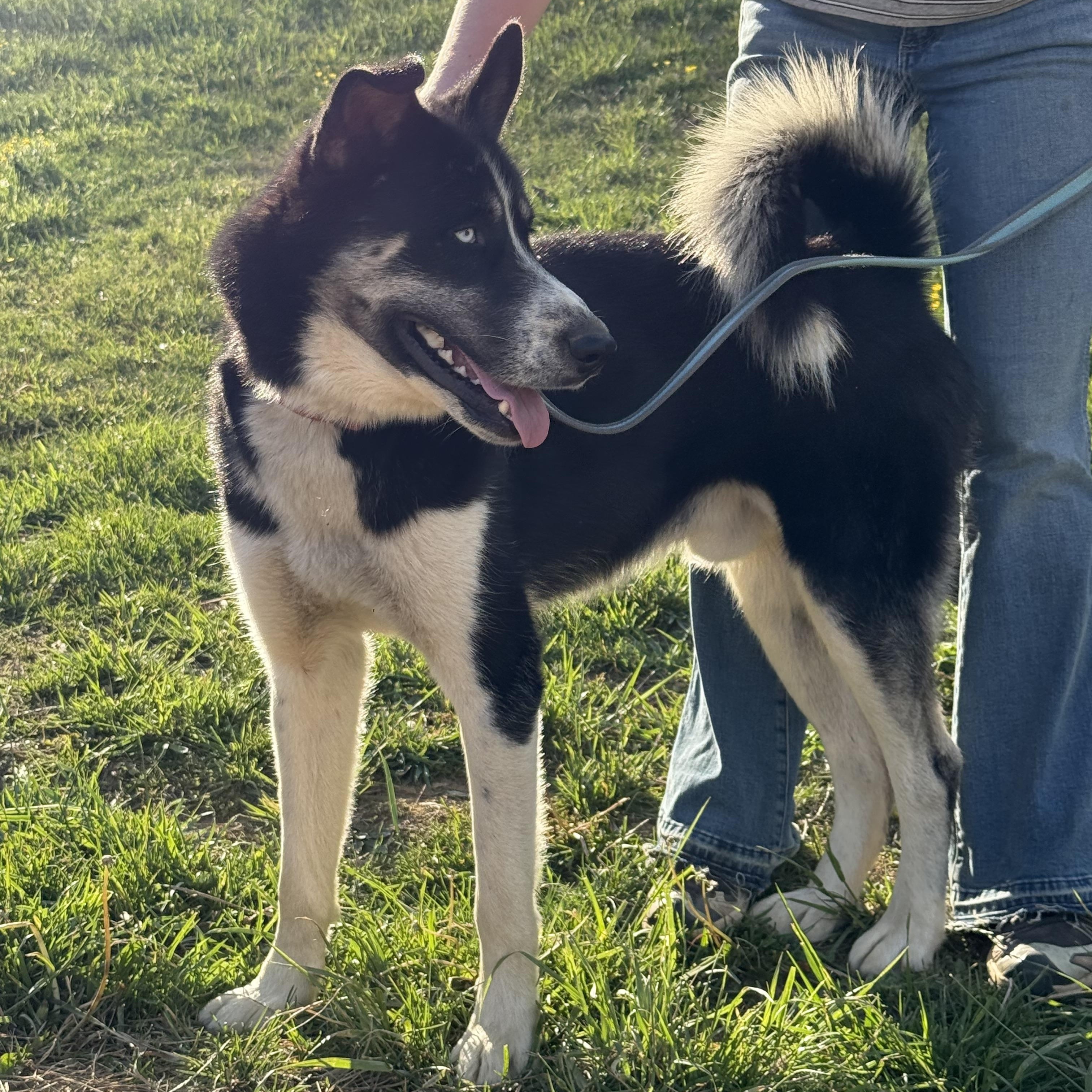 Juno, ADOPTABLE, Young Male Siberian Husky & Husky.