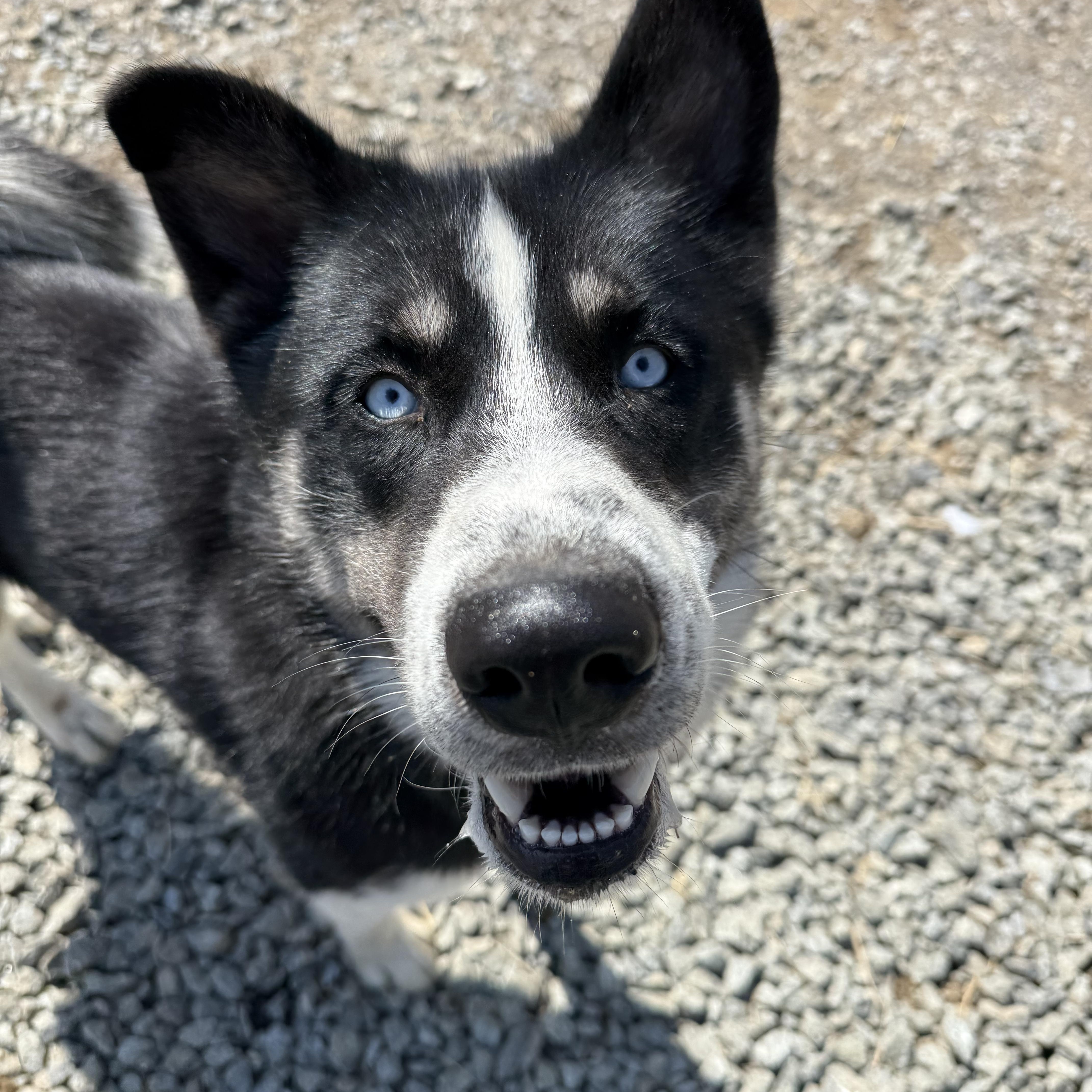 Enlarge Juno, a ADOPTABLE mixed breed in Fries, VA image 5/6