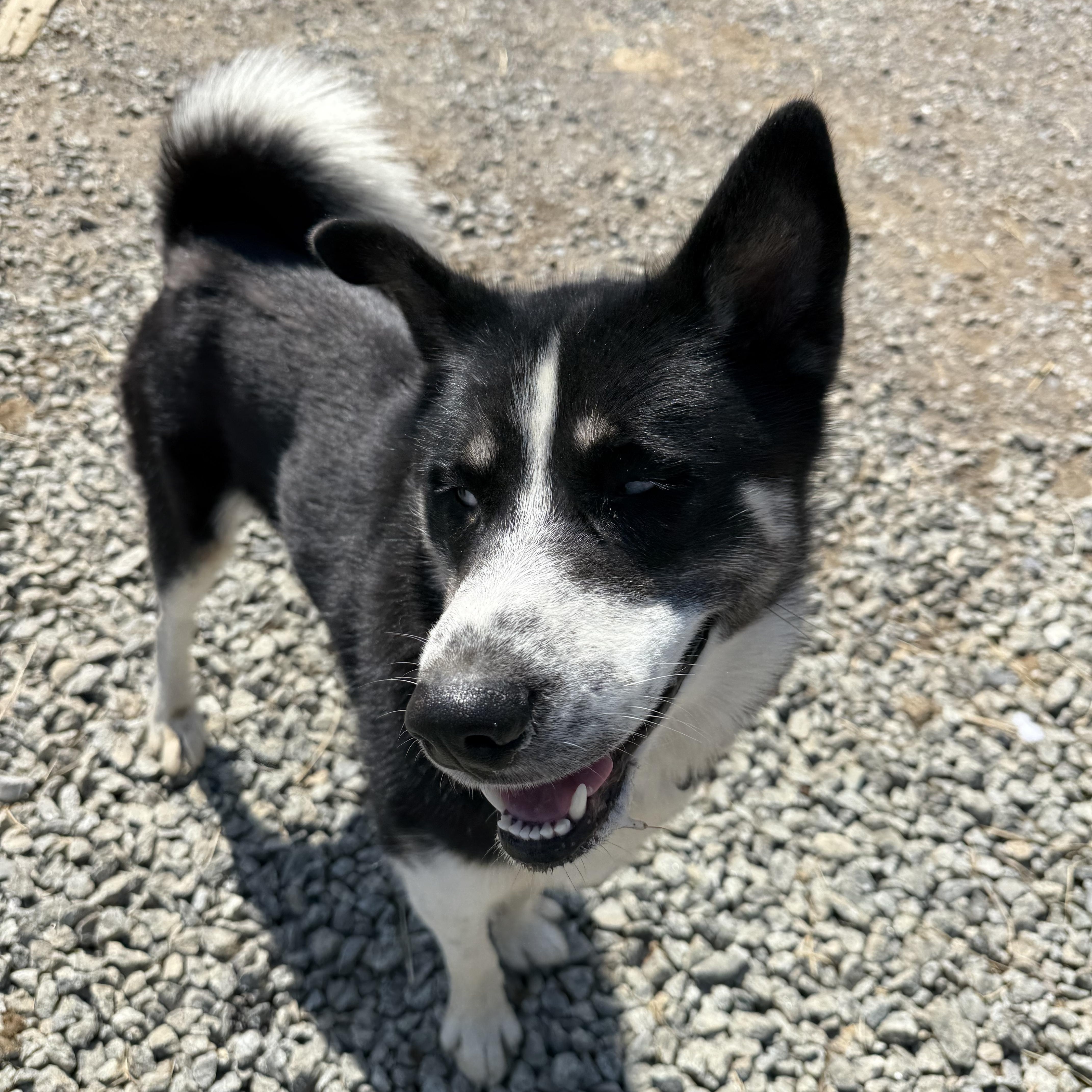 Enlarge Juno, a ADOPTABLE mixed breed in Fries, VA image 6/6