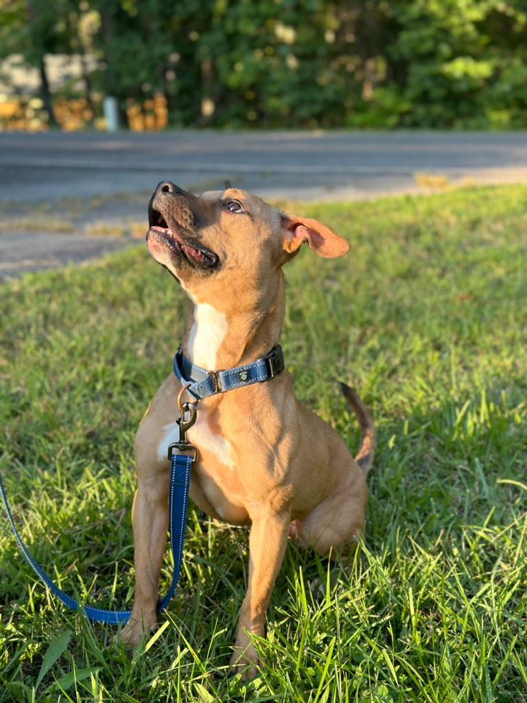 HATTIE, a Adoptable mixed breed in Fuquay Varina, NC image 5/5