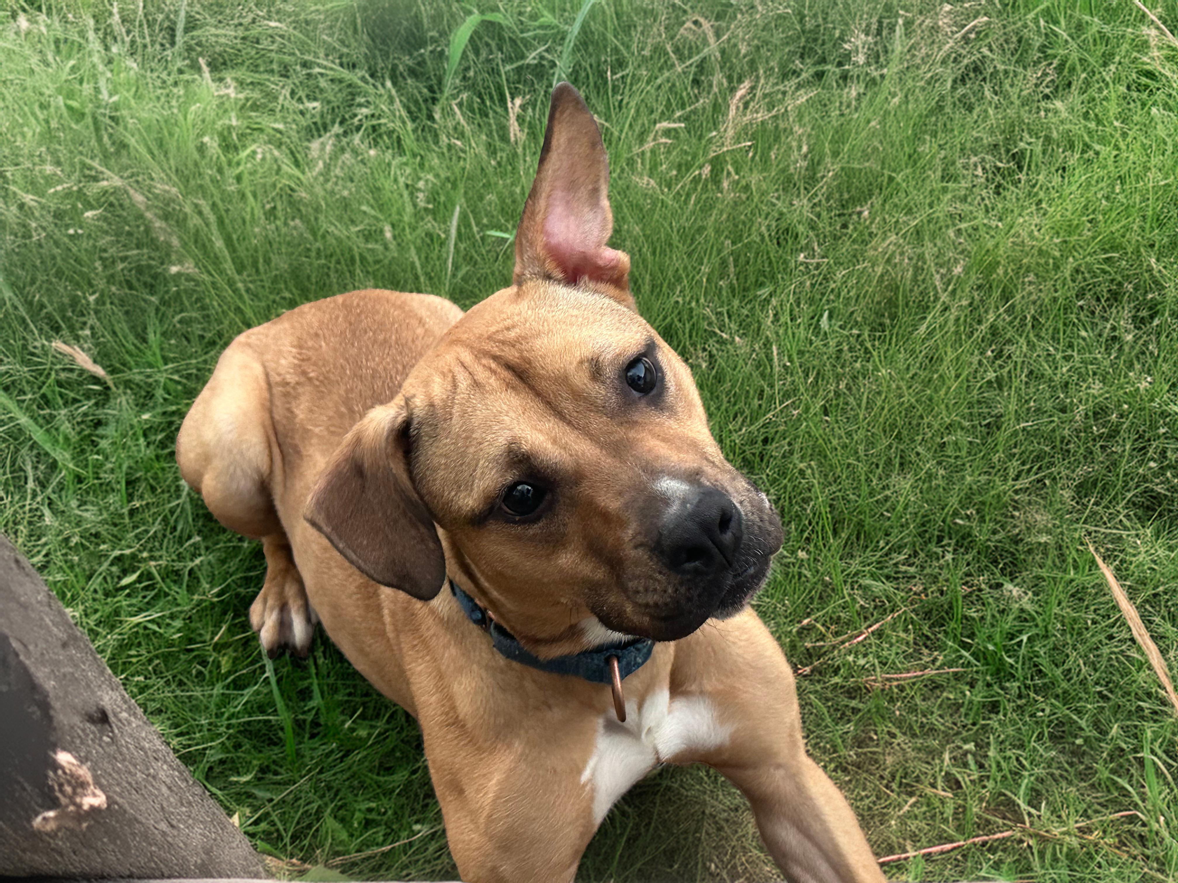 HATTIE, a Adoptable mixed breed in Fuquay Varina, NC image 2/5