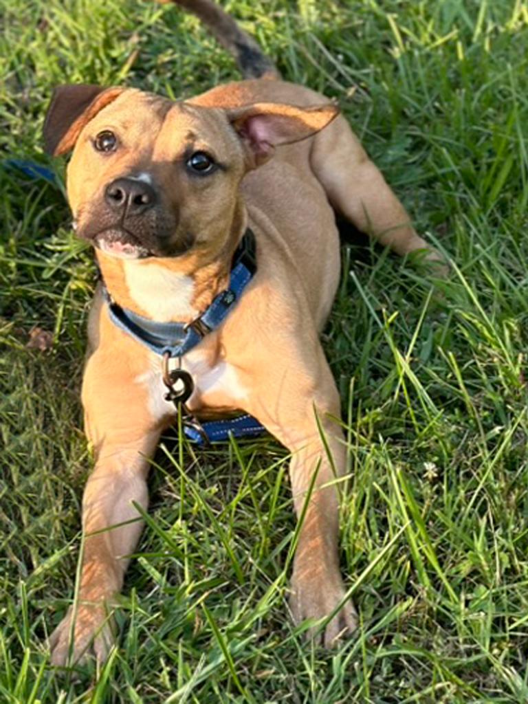 HATTIE, a Adoptable mixed breed in Fuquay Varina, NC image 3/5