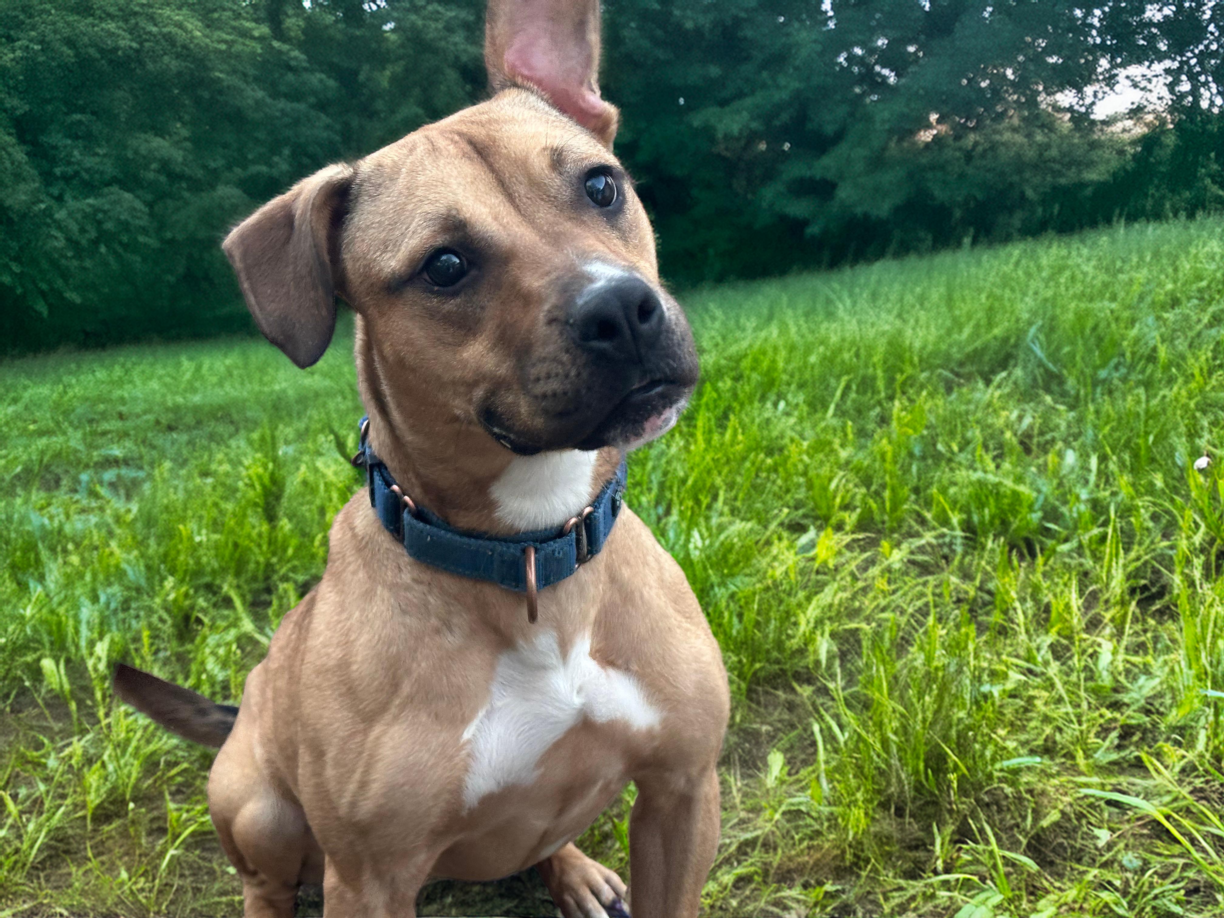 HATTIE, a Adoptable mixed breed in Fuquay Varina, NC image 4/5