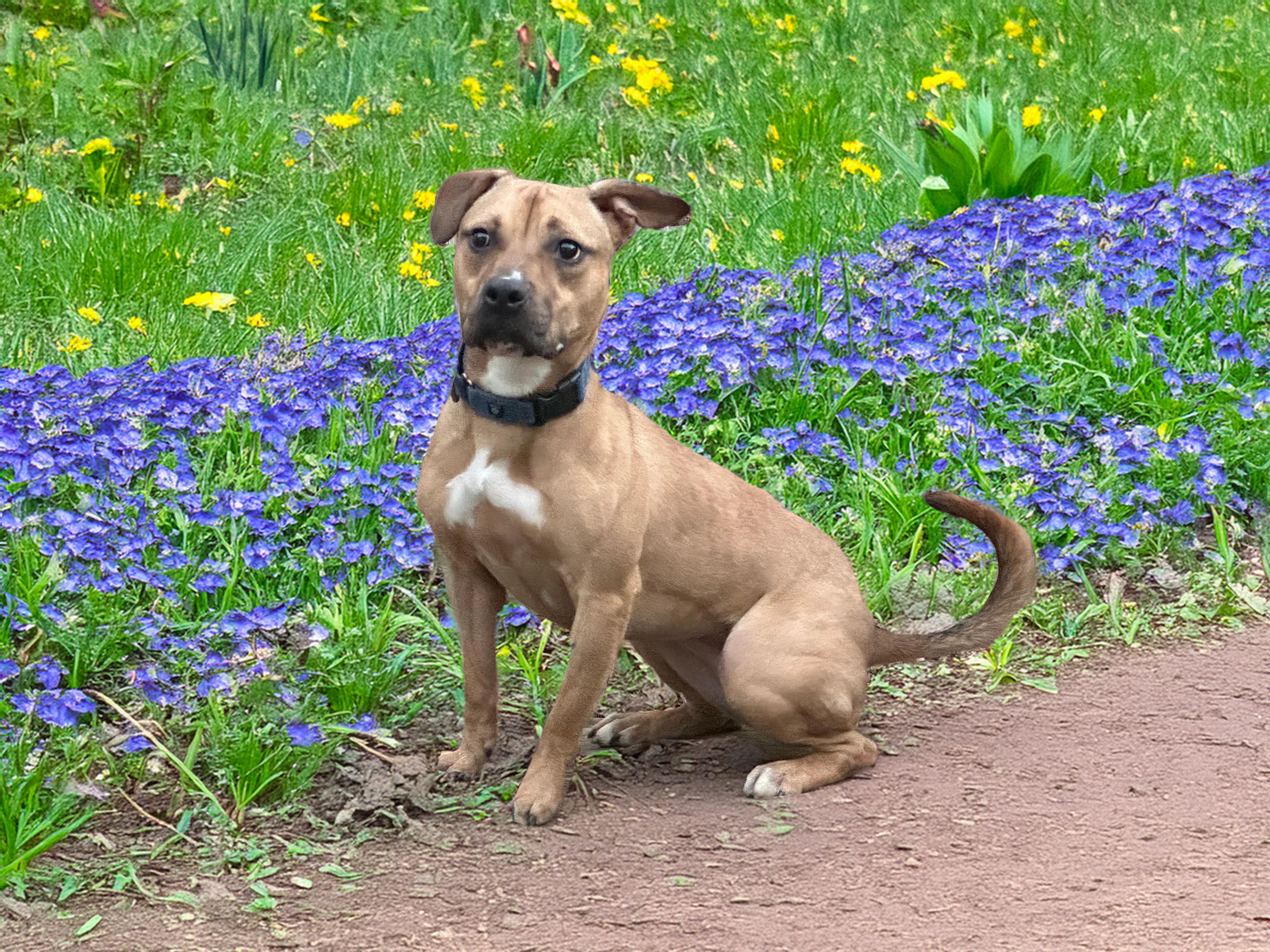 HATTIE, Adoptable, Young Female American Staffordshire Terrier & Belgian Shepherd / Malinois.