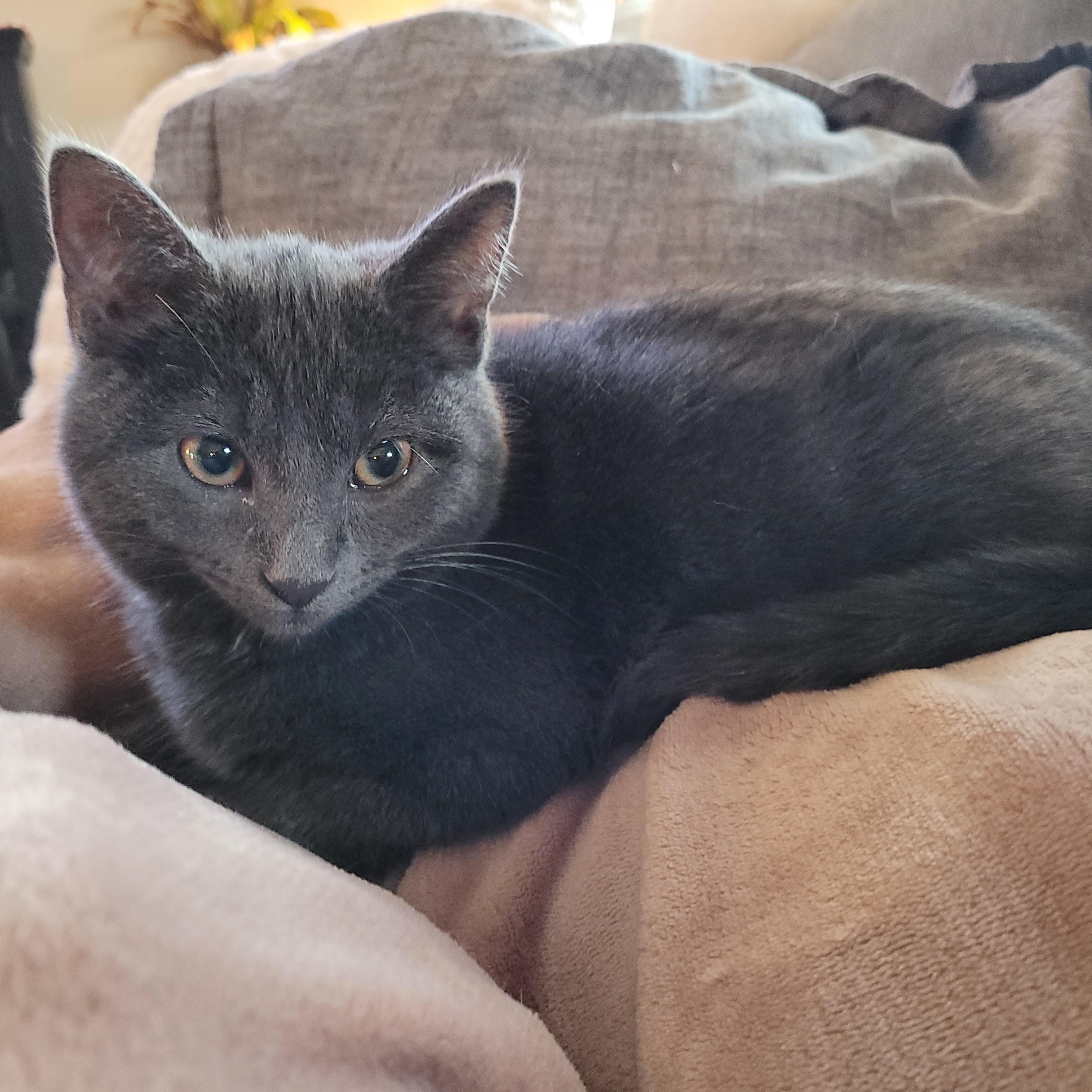 Jack, adopted, Young Male Domestic Short Hair.