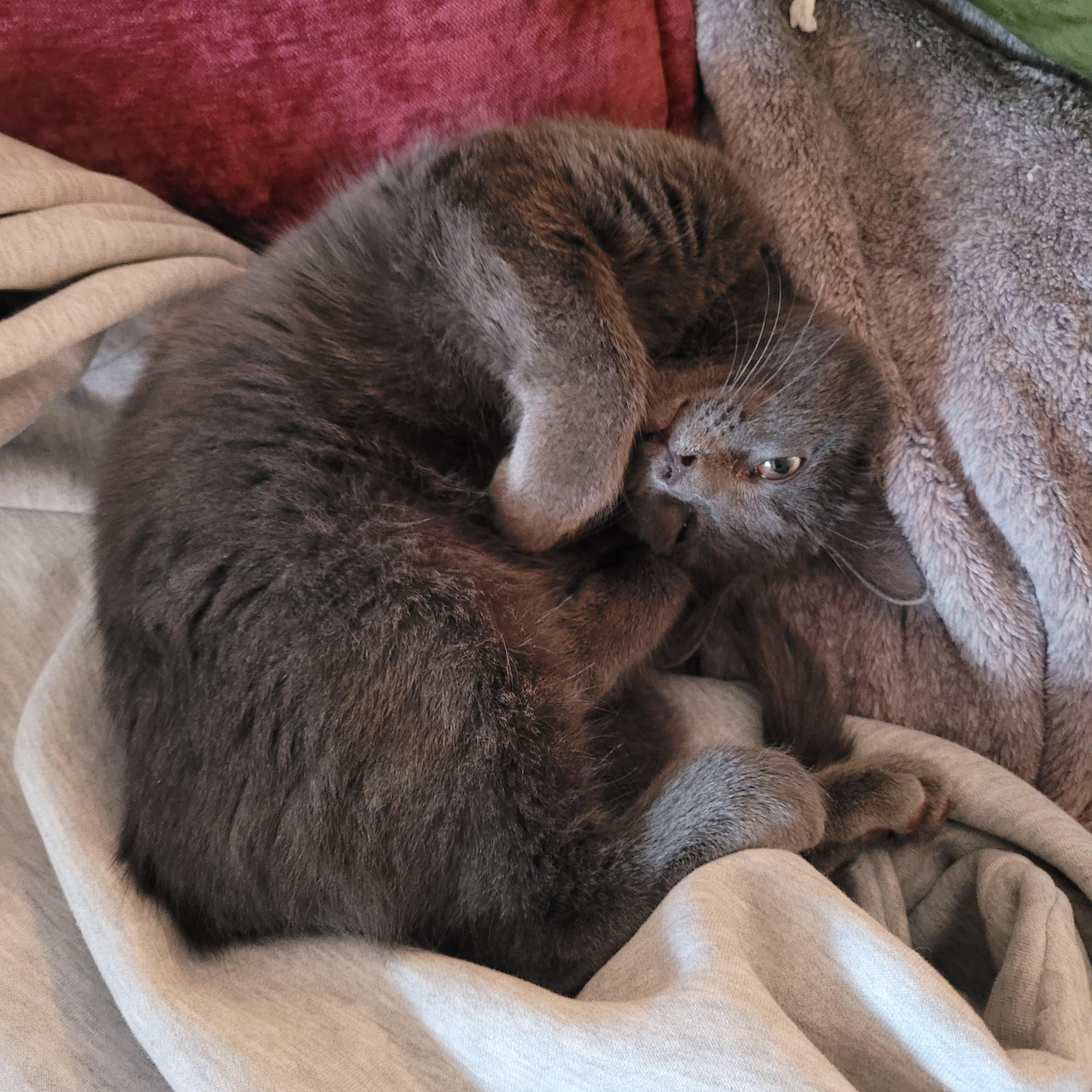 Jack, an adopted Domestic Short Hair in Indianapolis, IN image 2/3