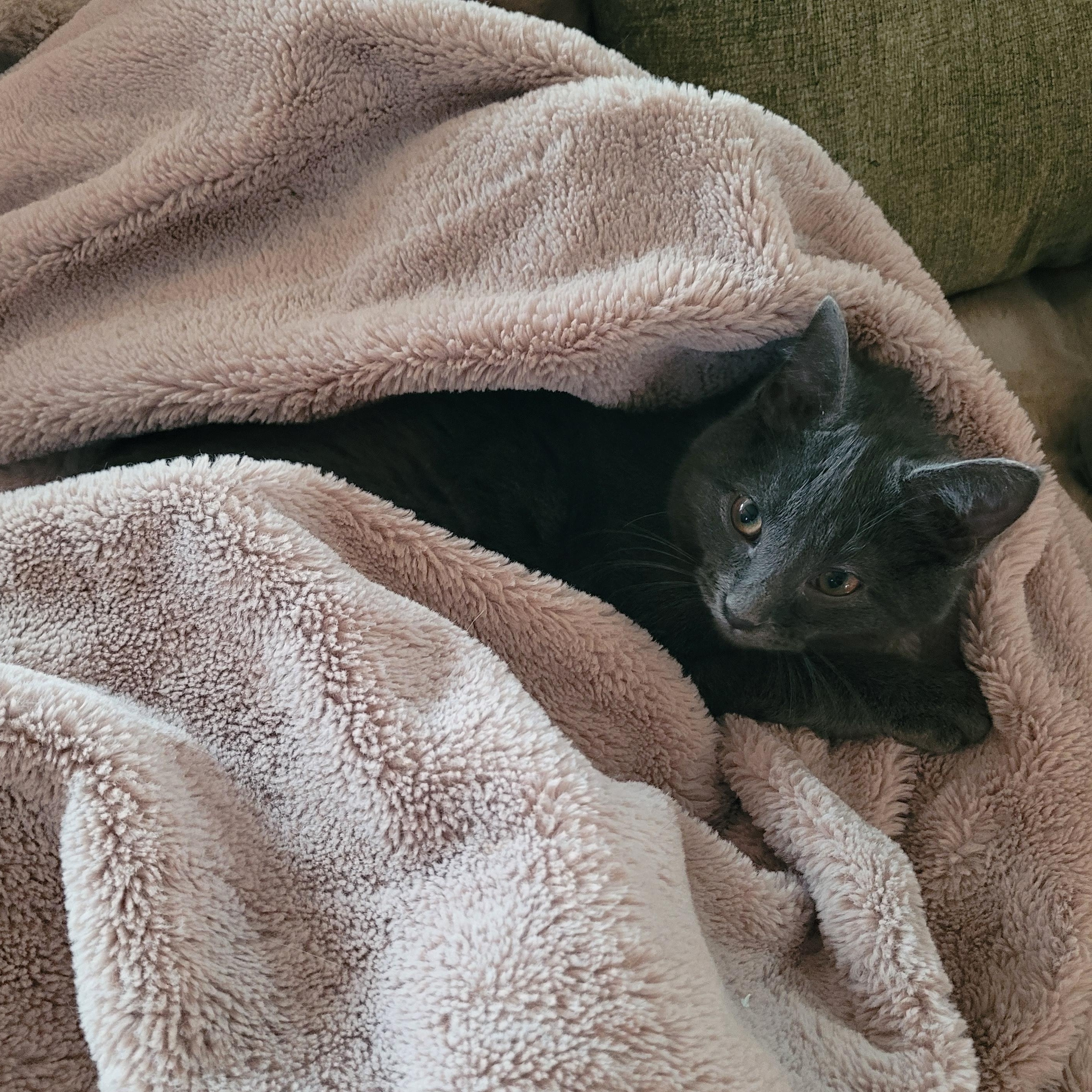 Jack, an adopted Domestic Short Hair in Indianapolis, IN image 3/3