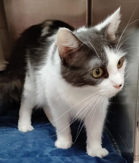 Enlarge Arya, an adopted Domestic Medium Hair in San Antonio, TX image 1/1