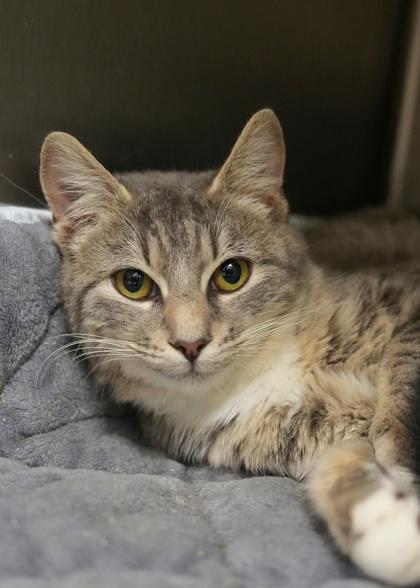 Enlarge Scanner 60726, a Adoptable Domestic Short Hair in Aiken, SC image 1/1