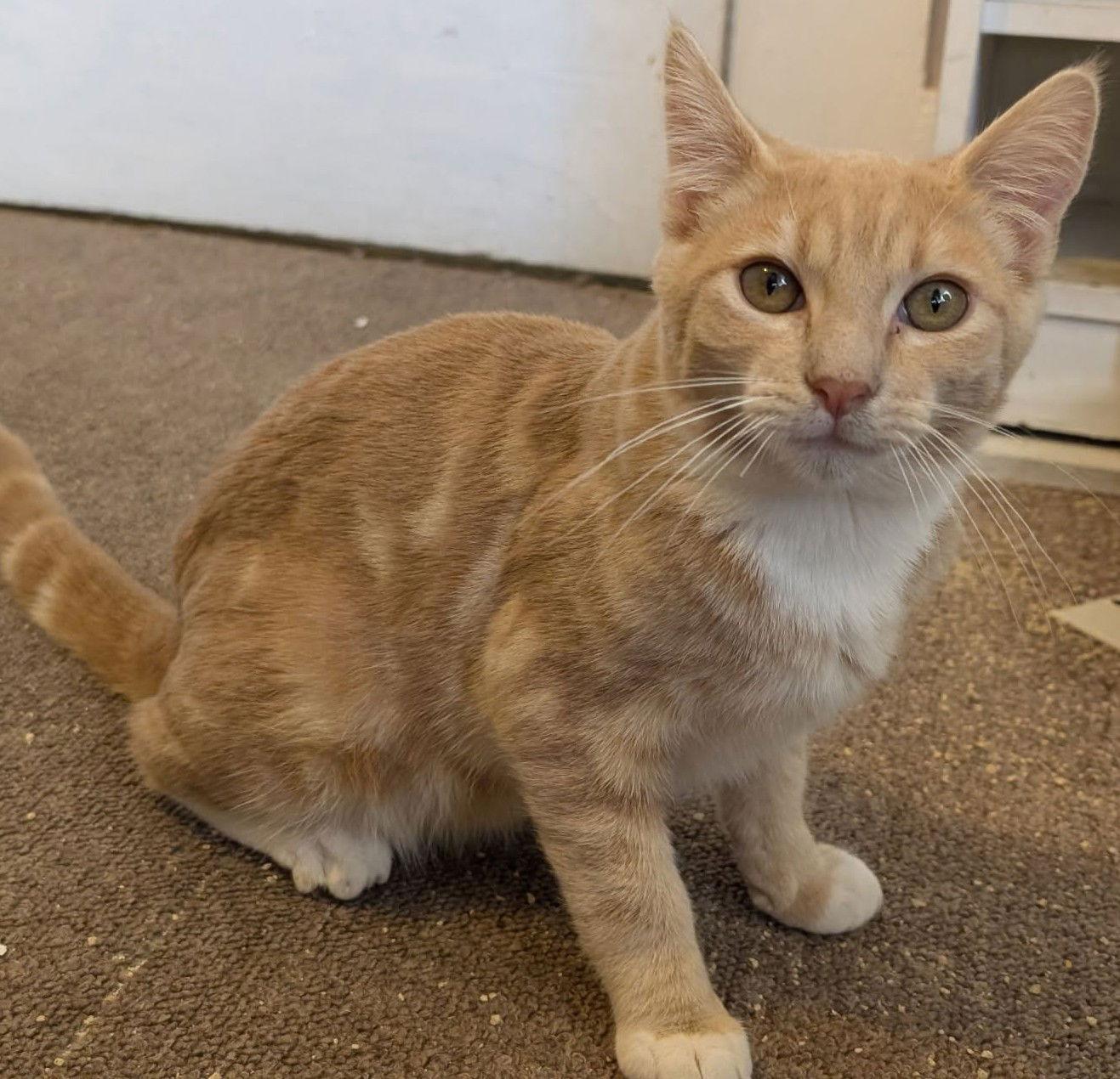 Cosmo, Addie, & Sky - CCC, Adoptable, Kitten Female Domestic Short Hair.