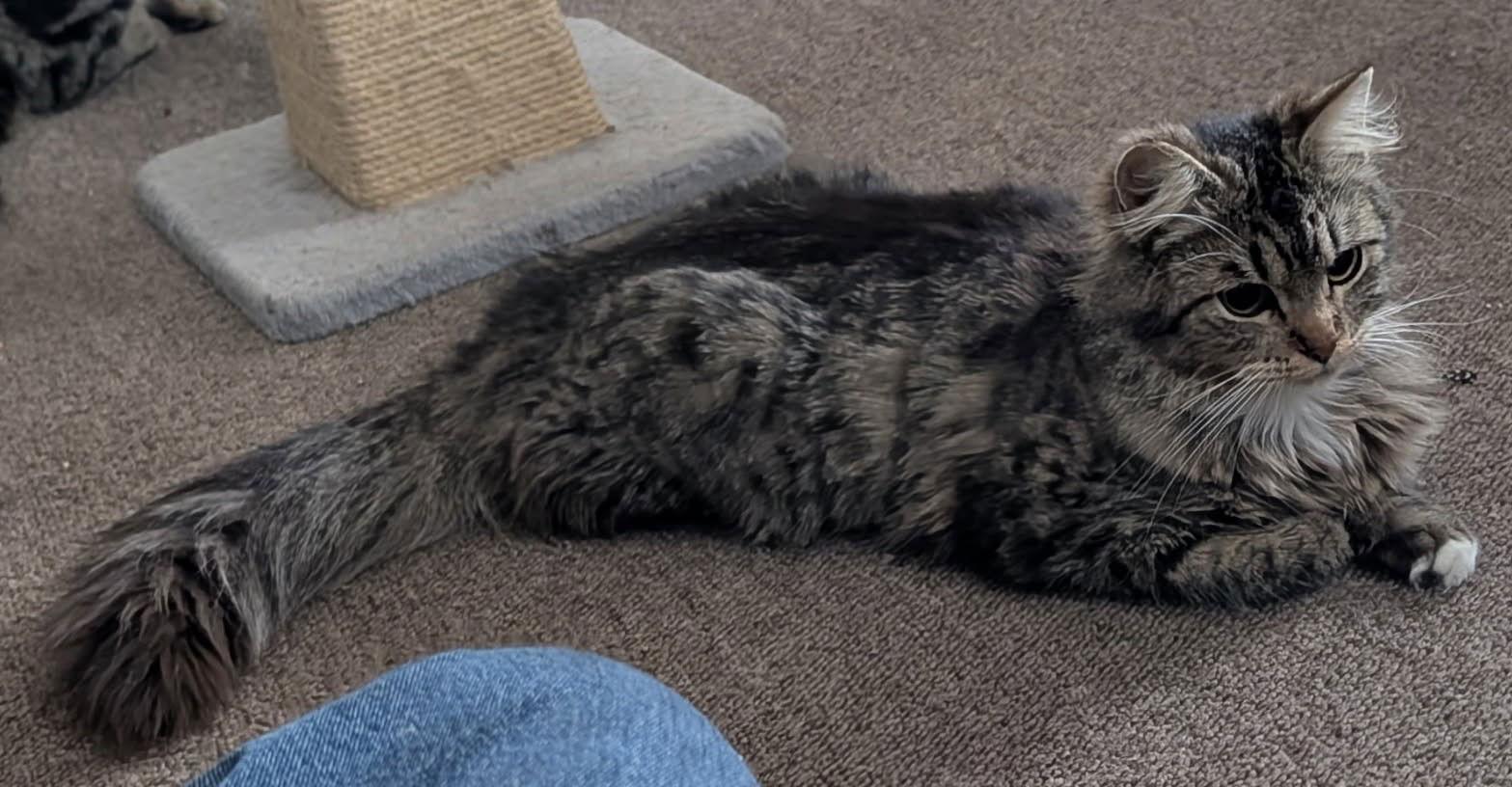 Cosmo, Addie, & Sky - CCC, a Adoptable Domestic Short Hair in San Luis Obispo, CA image 3/3