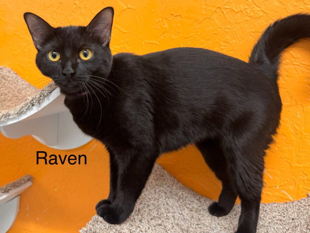 Raven, Adoptable, Young Female Domestic Short Hair.