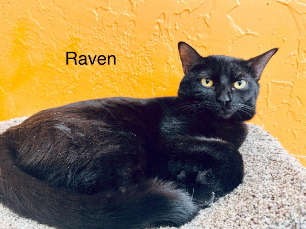 Enlarge Raven, a Adoptable Domestic Short Hair in Saint George, UT image 2/3