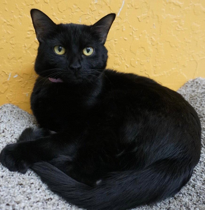 Enlarge Raven, a Adoptable Domestic Short Hair in Saint George, UT image 3/3