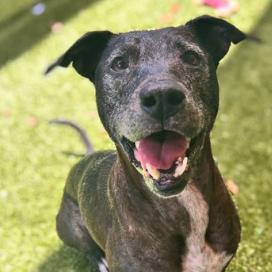 Yzma, Adoptable, Senior Female Mixed Breed.