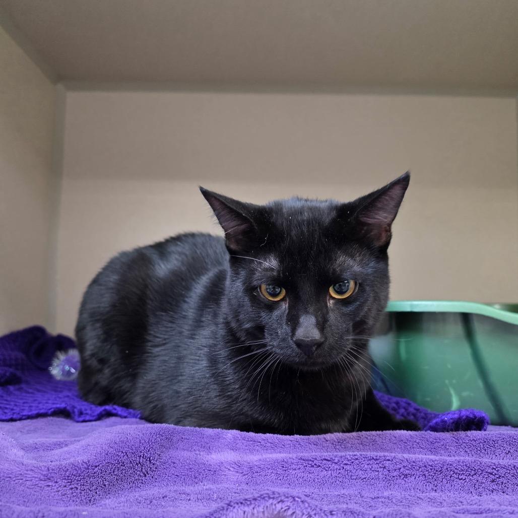 Edward, Adoptable, Adult Male Domestic Short Hair & Bombay.