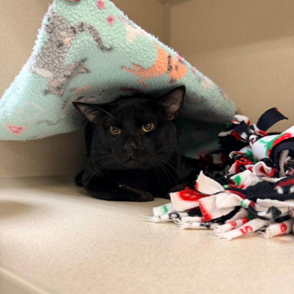 Enlarge Edward, a Adoptable mixed breed in Great Falls, MT image 3/3