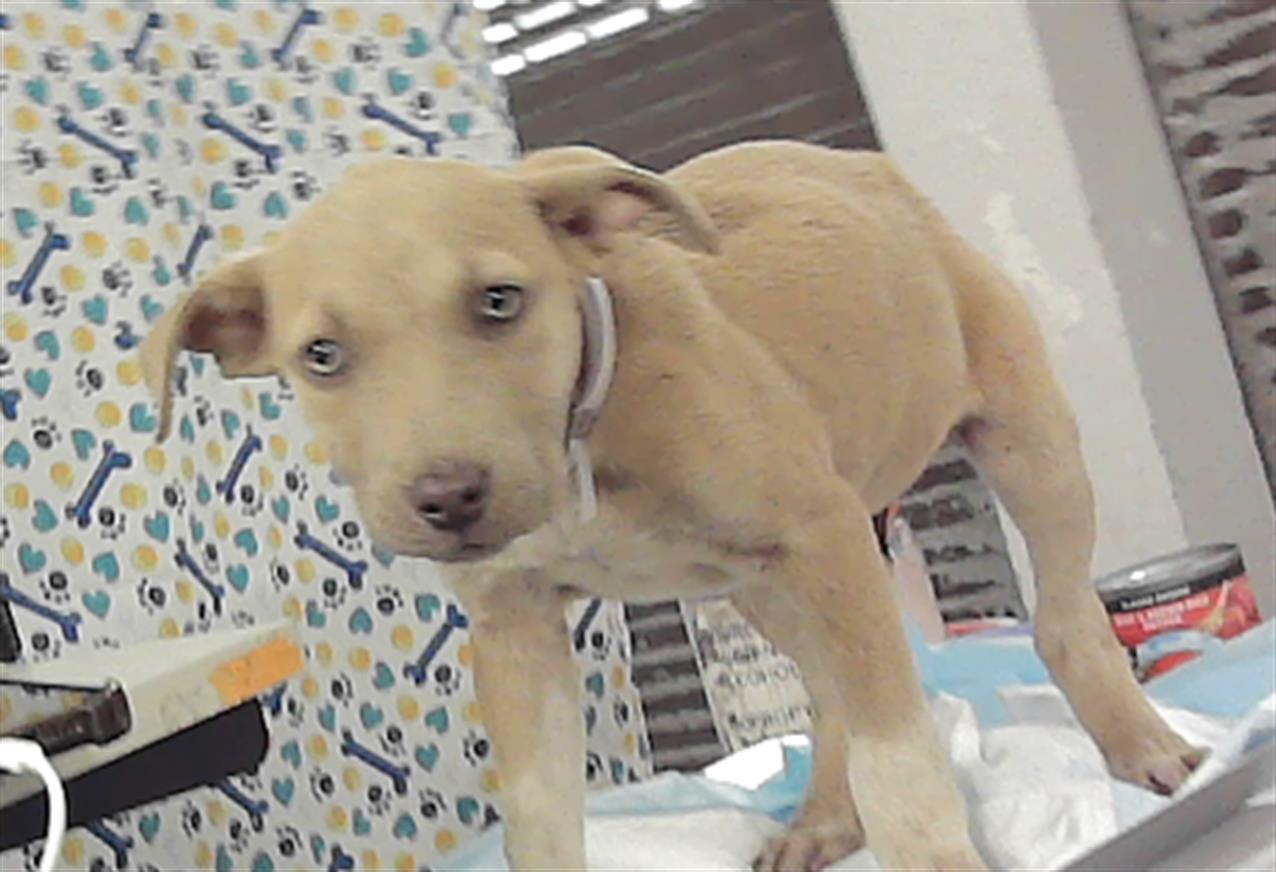 Enlarge PENNY, a Adoptable mixed breed in Houston, TX image 1/2