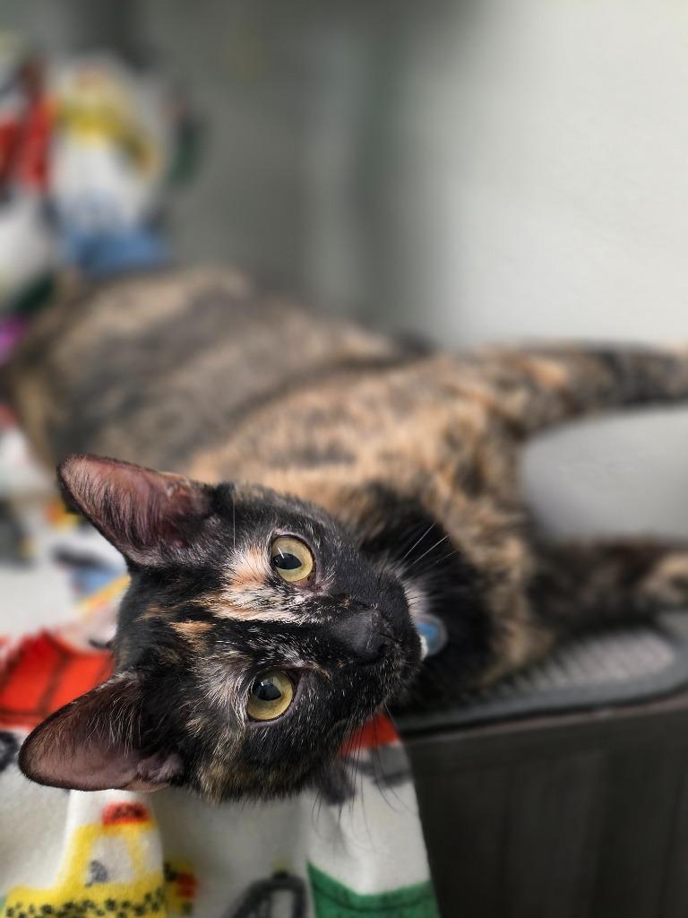 Enlarge Shelly, a Adopted mixed breed in Minot, ND image 1/4