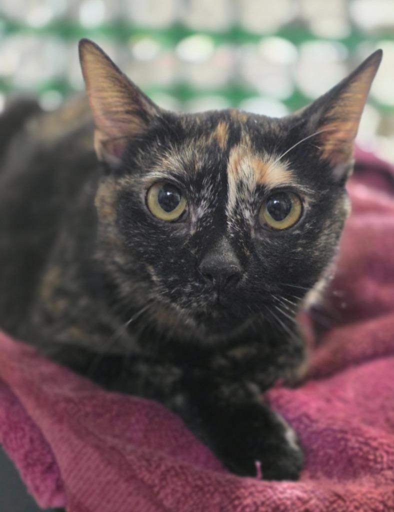 Shelly, a Adopted mixed breed in Minot, ND image 2/4