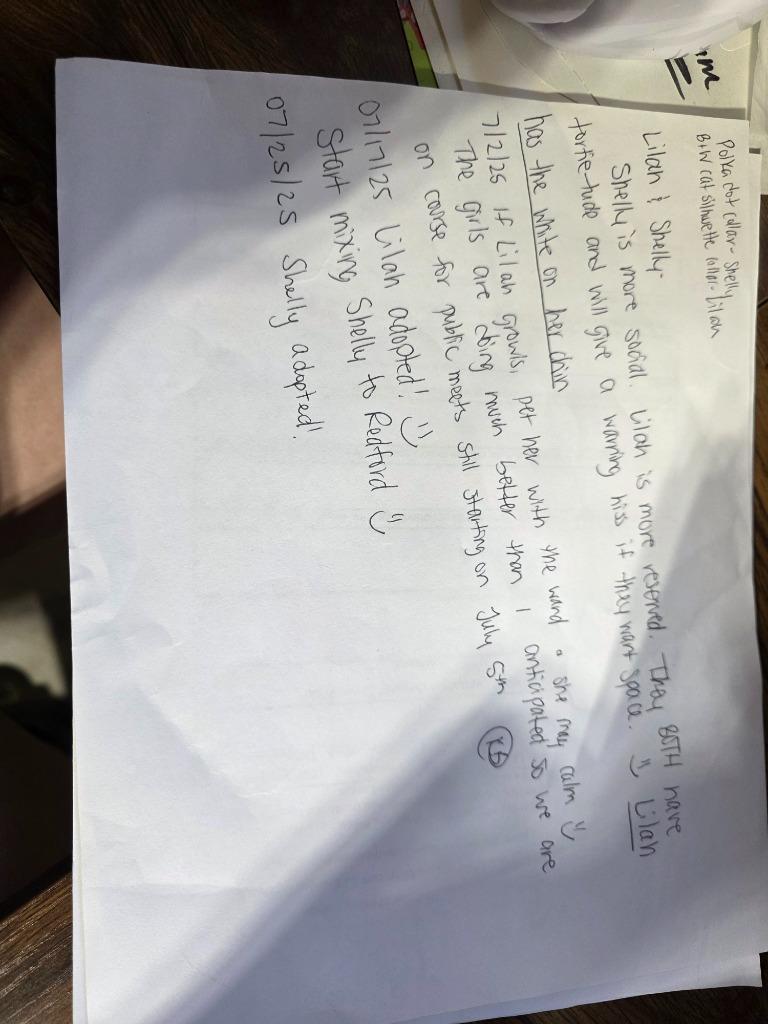 Enlarge Shelly, a Adopted mixed breed in Minot, ND image 3/4