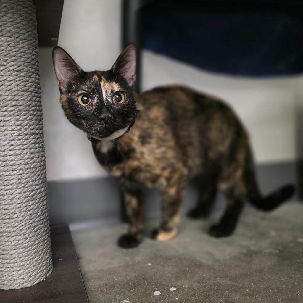 Enlarge Shelly, a Adopted mixed breed in Minot, ND image 4/4