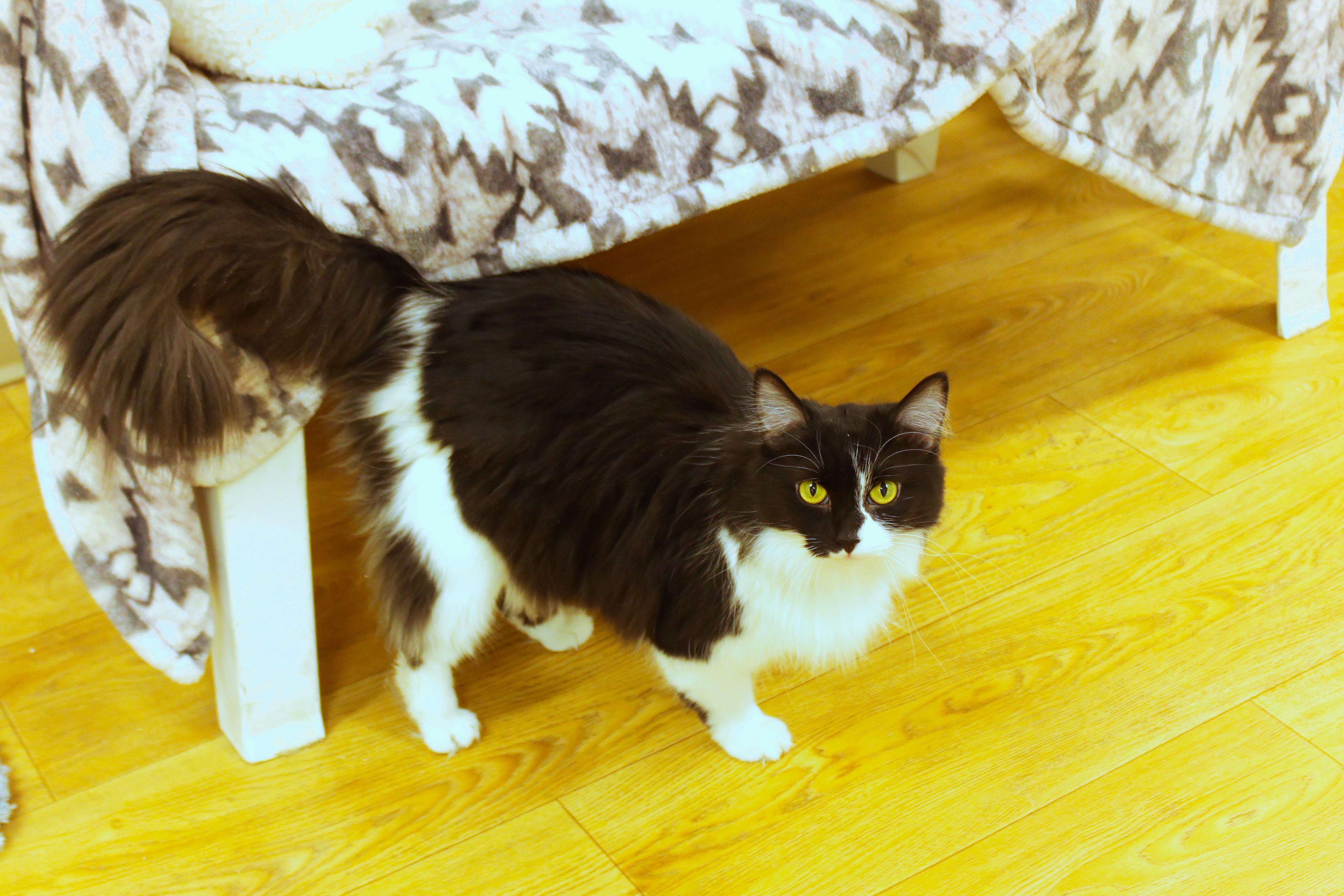 Enlarge Beauty, a Adoptable Domestic Long Hair in Urbana, OH image 2/6