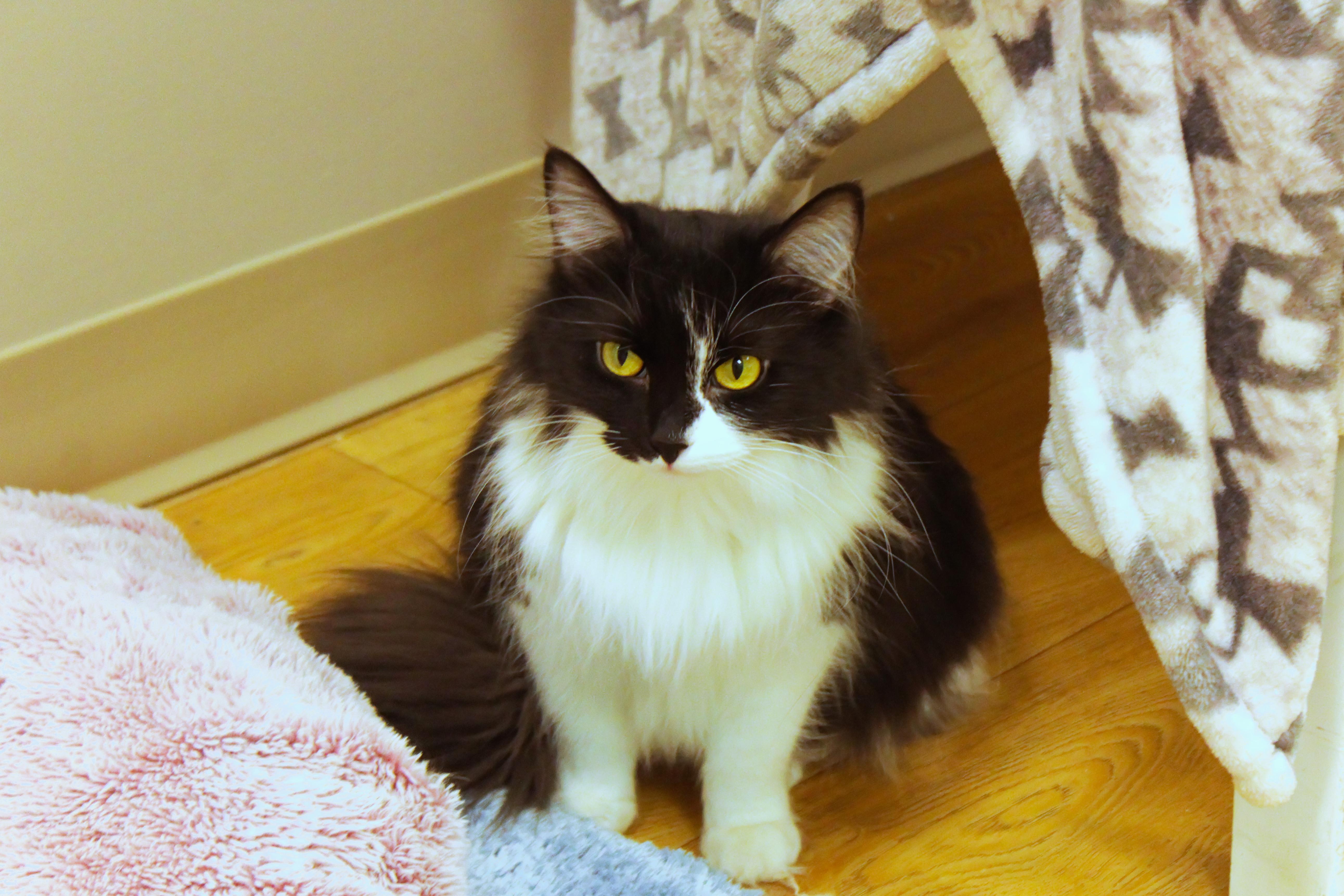 Enlarge Beauty, a Adoptable Domestic Long Hair in Urbana, OH image 4/6