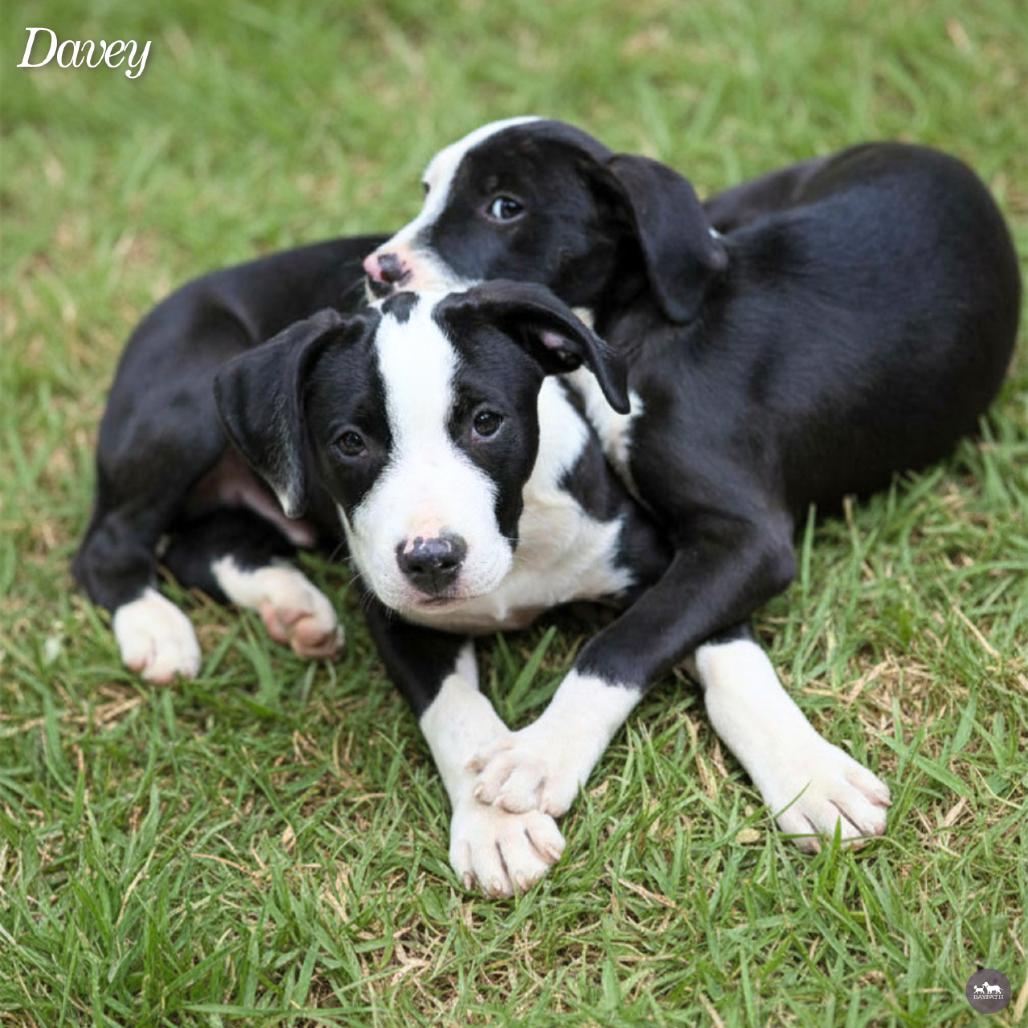 Davey, a Adoptable Mixed Breed in Hopkinton, MA image 2/6