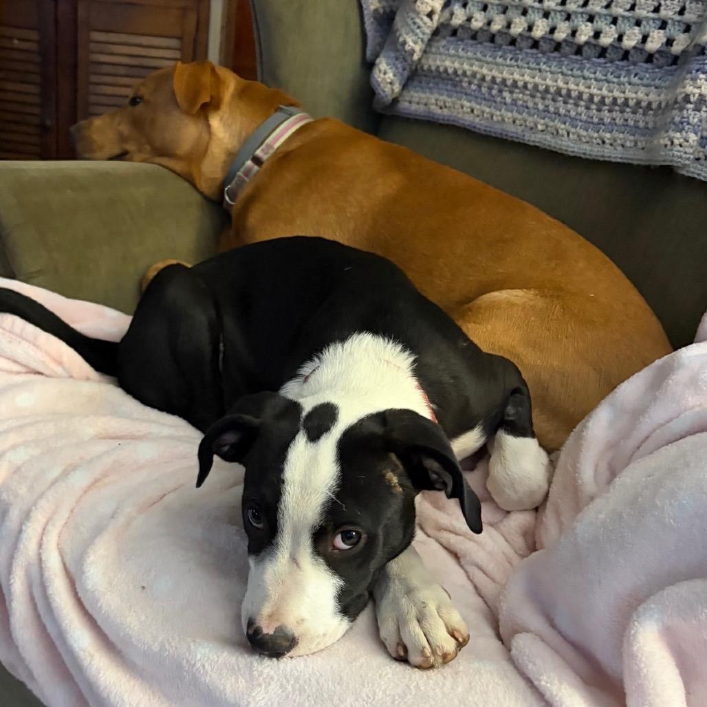 Davey, a Adoptable Mixed Breed in Hopkinton, MA image 4/6