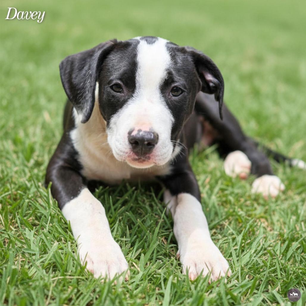Davey, a Adoptable Mixed Breed in Hopkinton, MA image 6/6