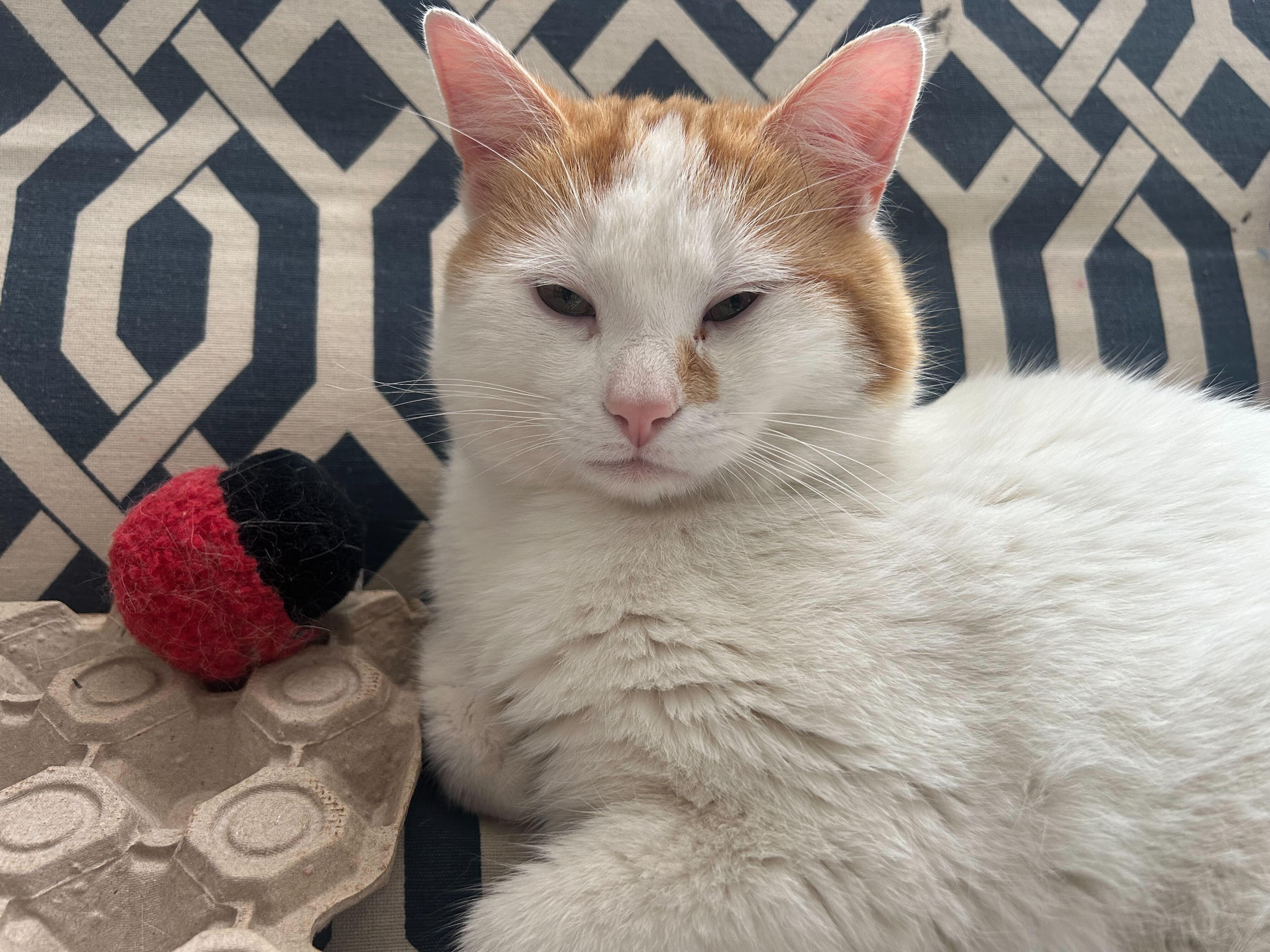 Enlarge Apollo, a ADOPTABLE Domestic Short Hair in Wakefield, QC image 5/6