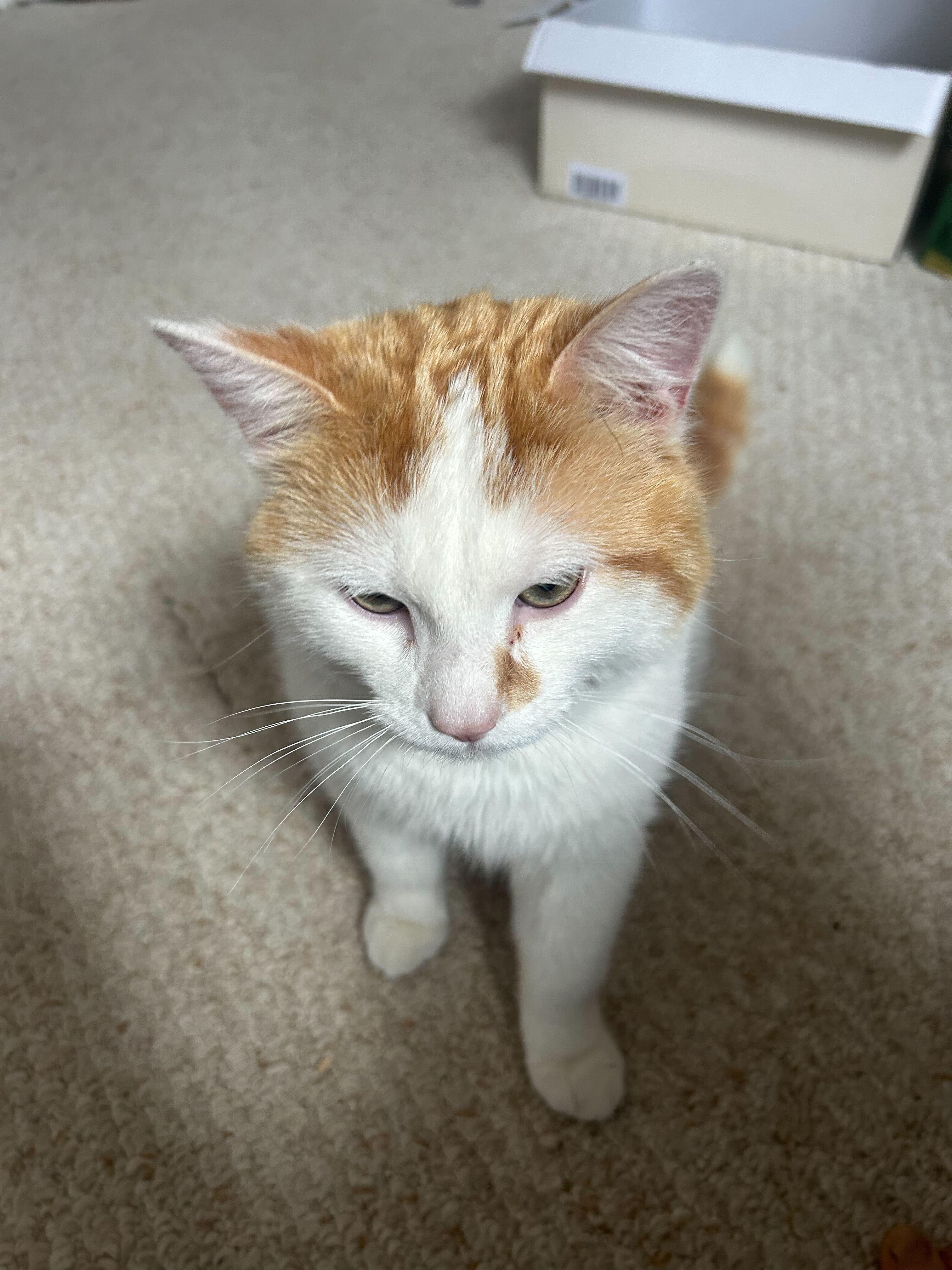 Enlarge Apollo, a ADOPTABLE Domestic Short Hair in Wakefield, QC image 4/6