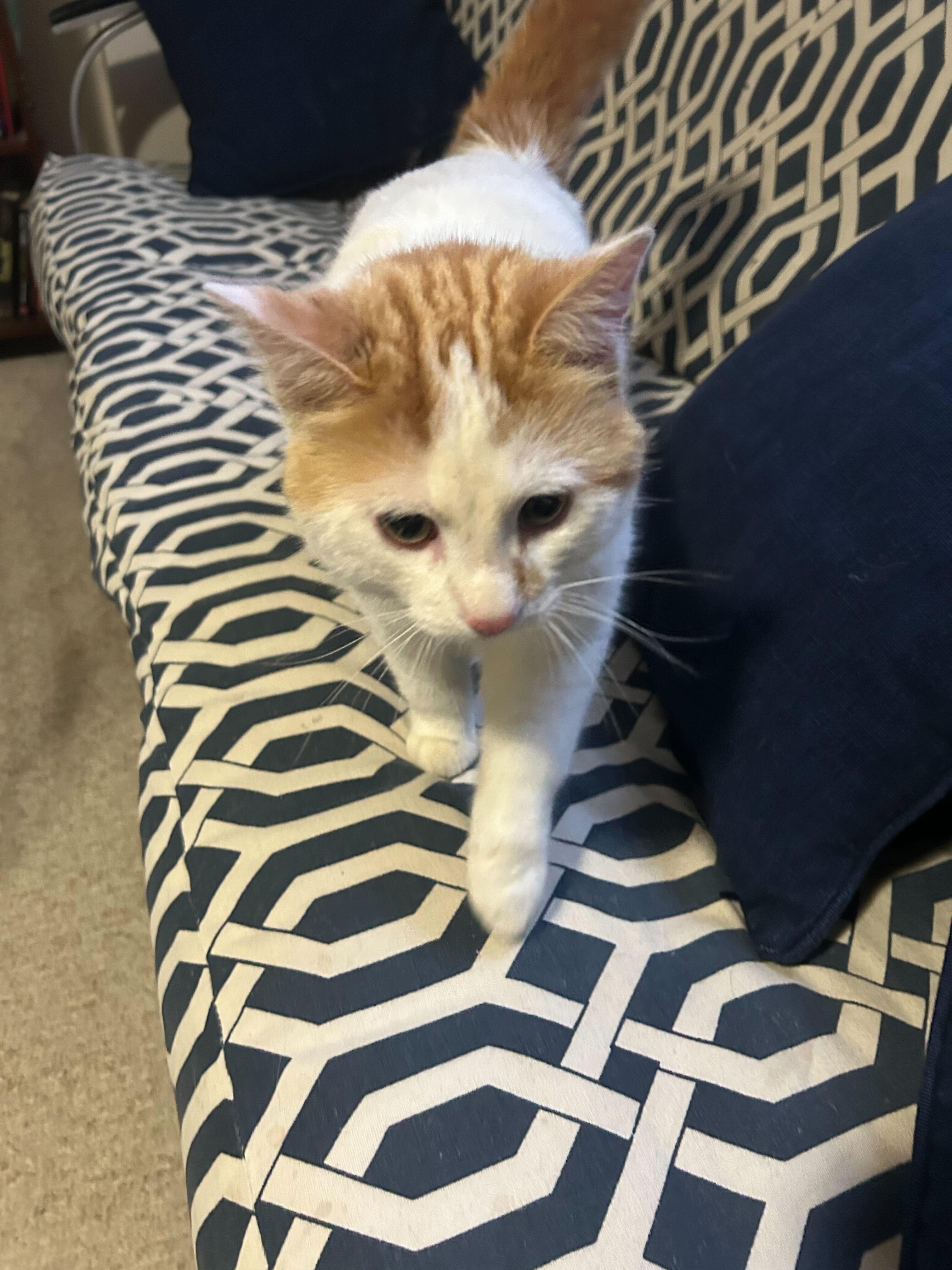 Enlarge Apollo, a ADOPTABLE Domestic Short Hair in Wakefield, QC image 3/6