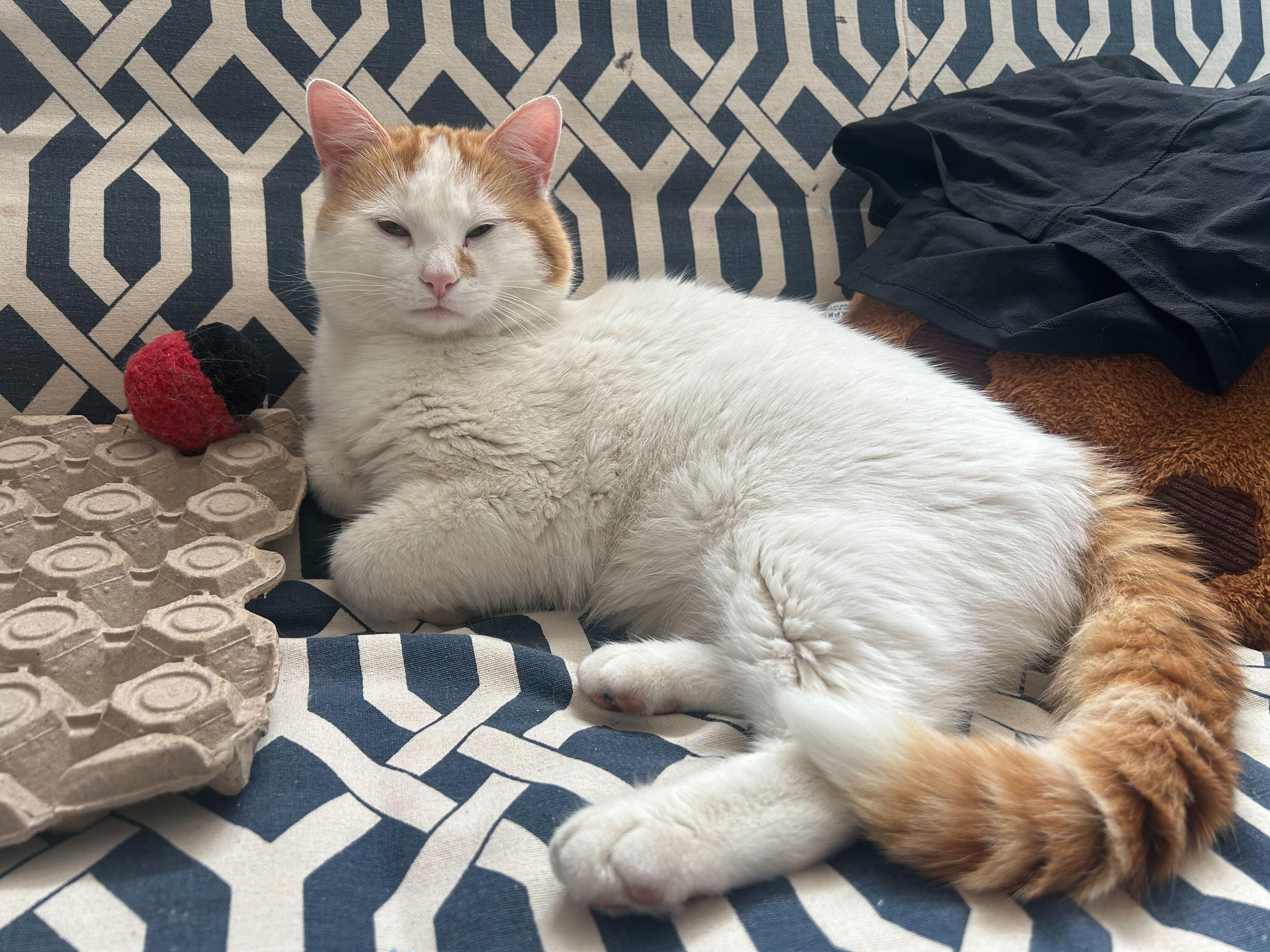 Apollo, ADOPTABLE, Adult Male Domestic Short Hair.