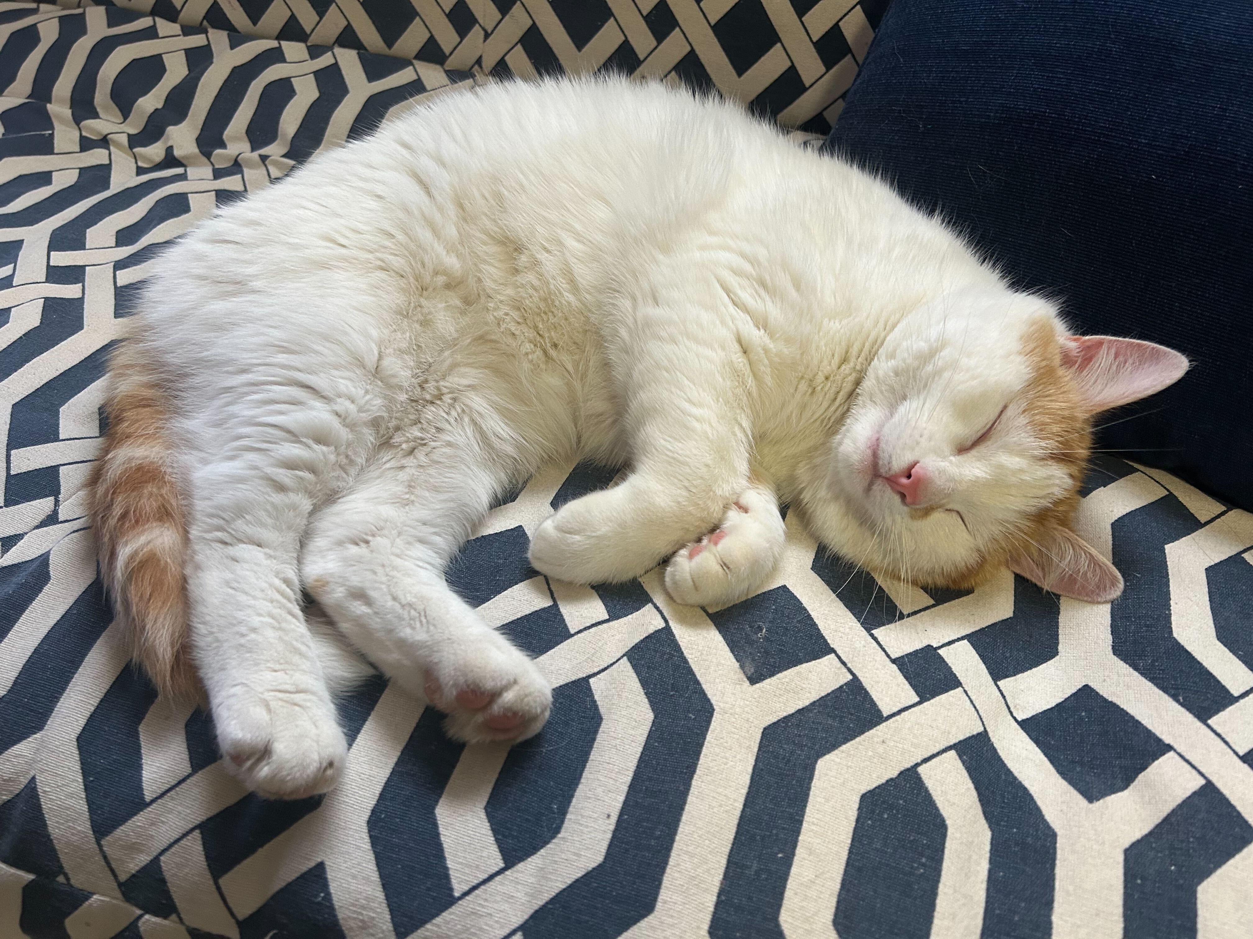 Enlarge Apollo, a ADOPTABLE Domestic Short Hair in Wakefield, QC image 2/6