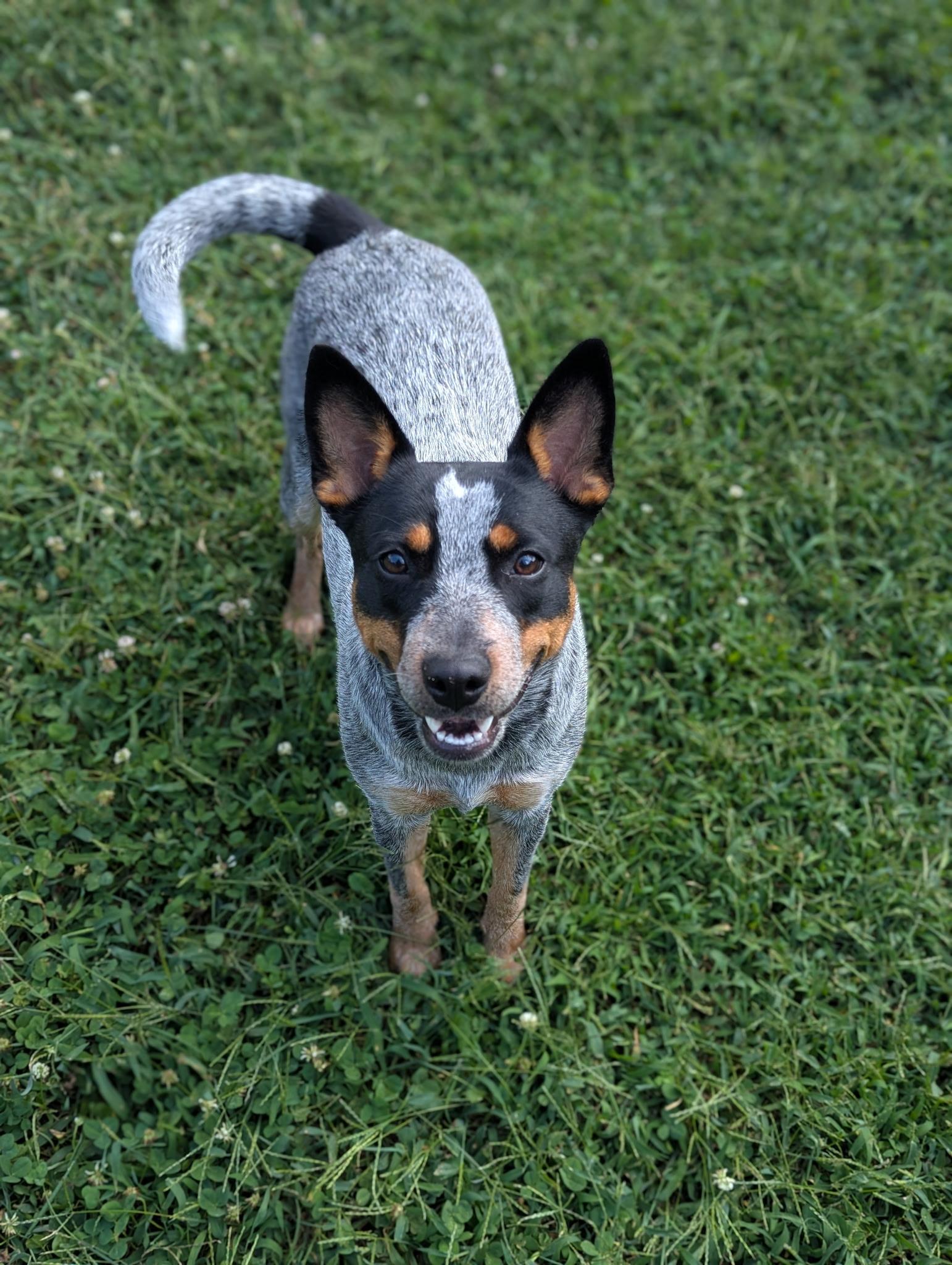 Cool, Adoptable, Young Female Australian Cattle Dog / Blue Heeler.