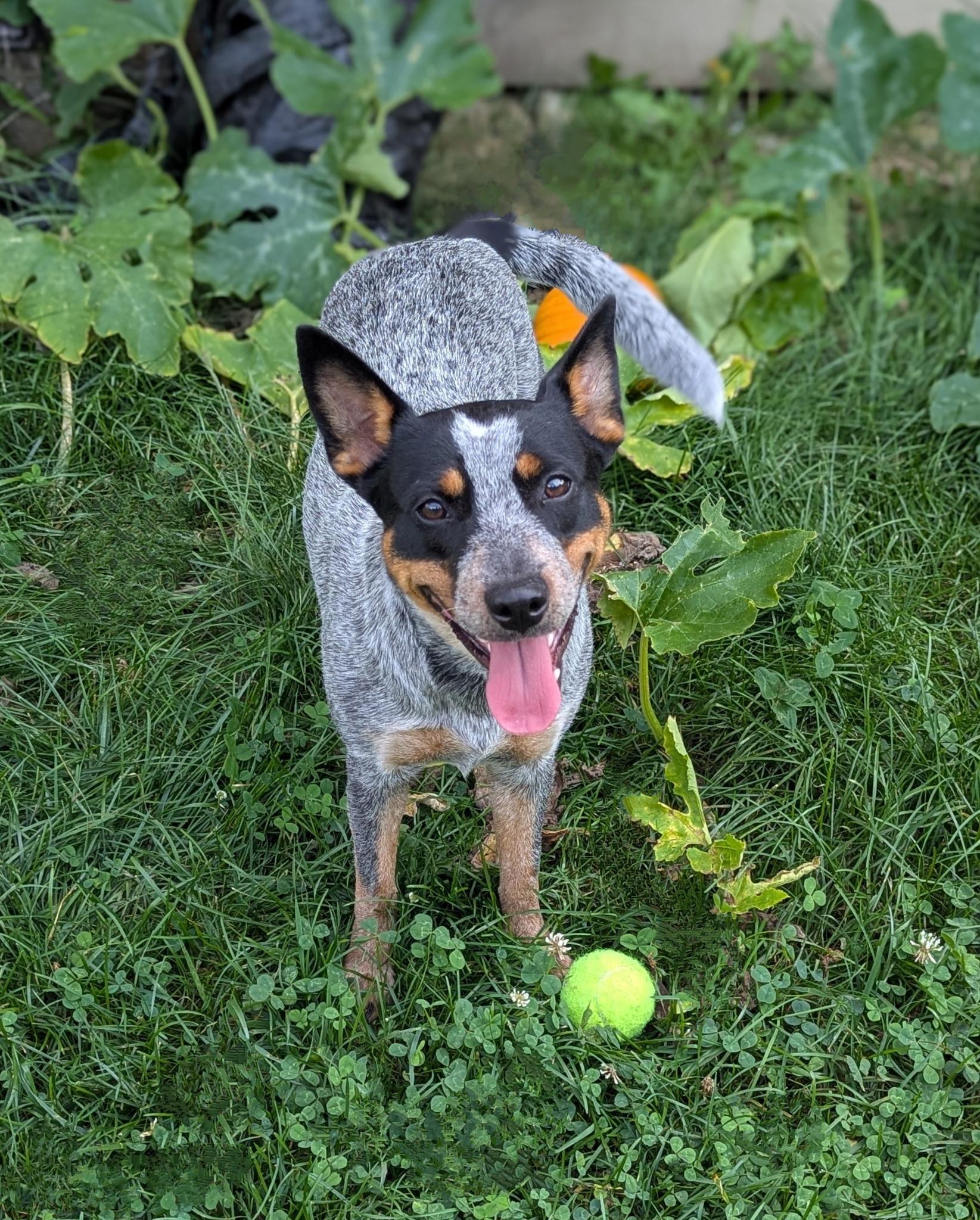 Enlarge Cool, a Adoptable Australian Cattle Dog / Blue Heeler in Lexington, KY image 2/3