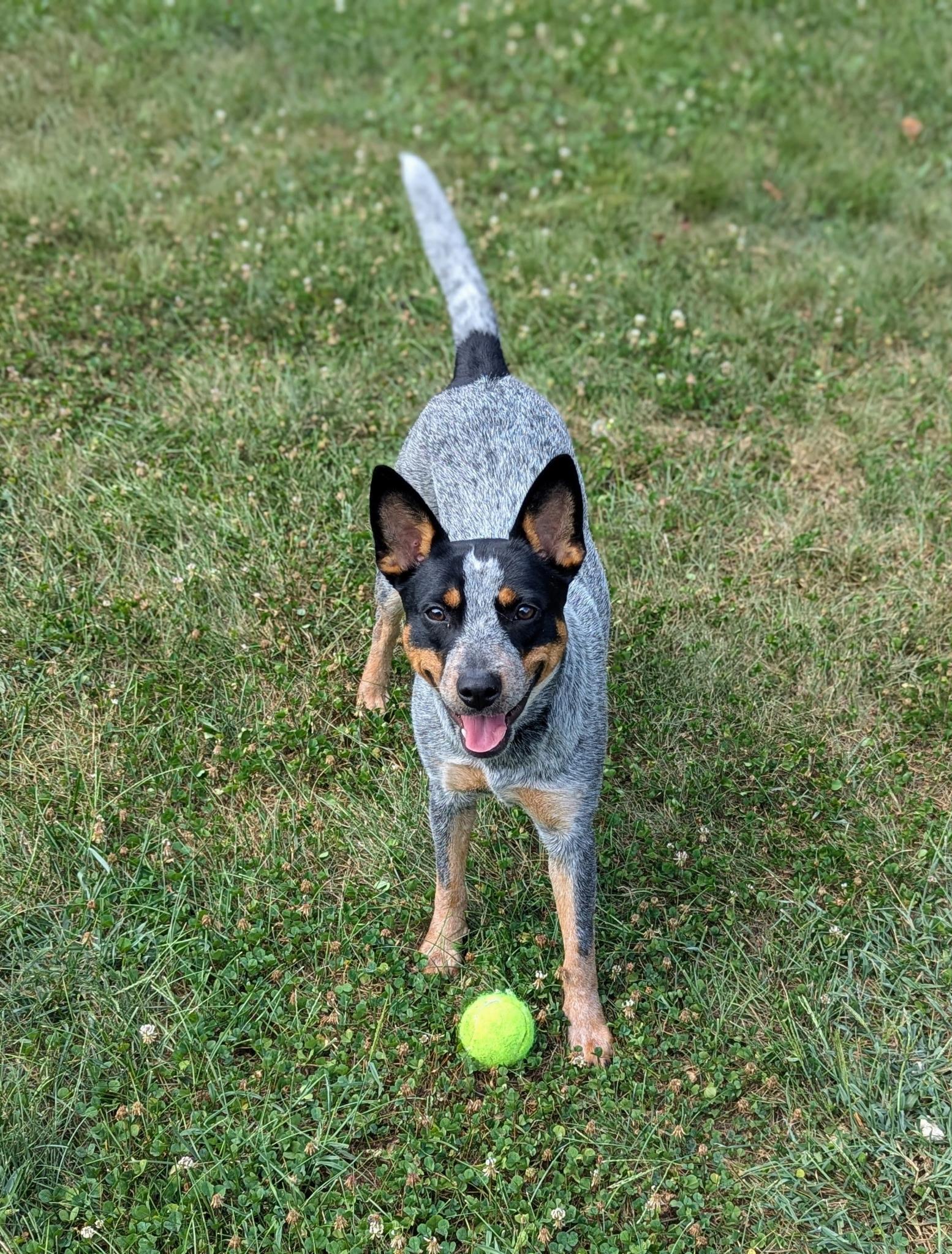 Enlarge Cool, a Adoptable Australian Cattle Dog / Blue Heeler in Lexington, KY image 3/3