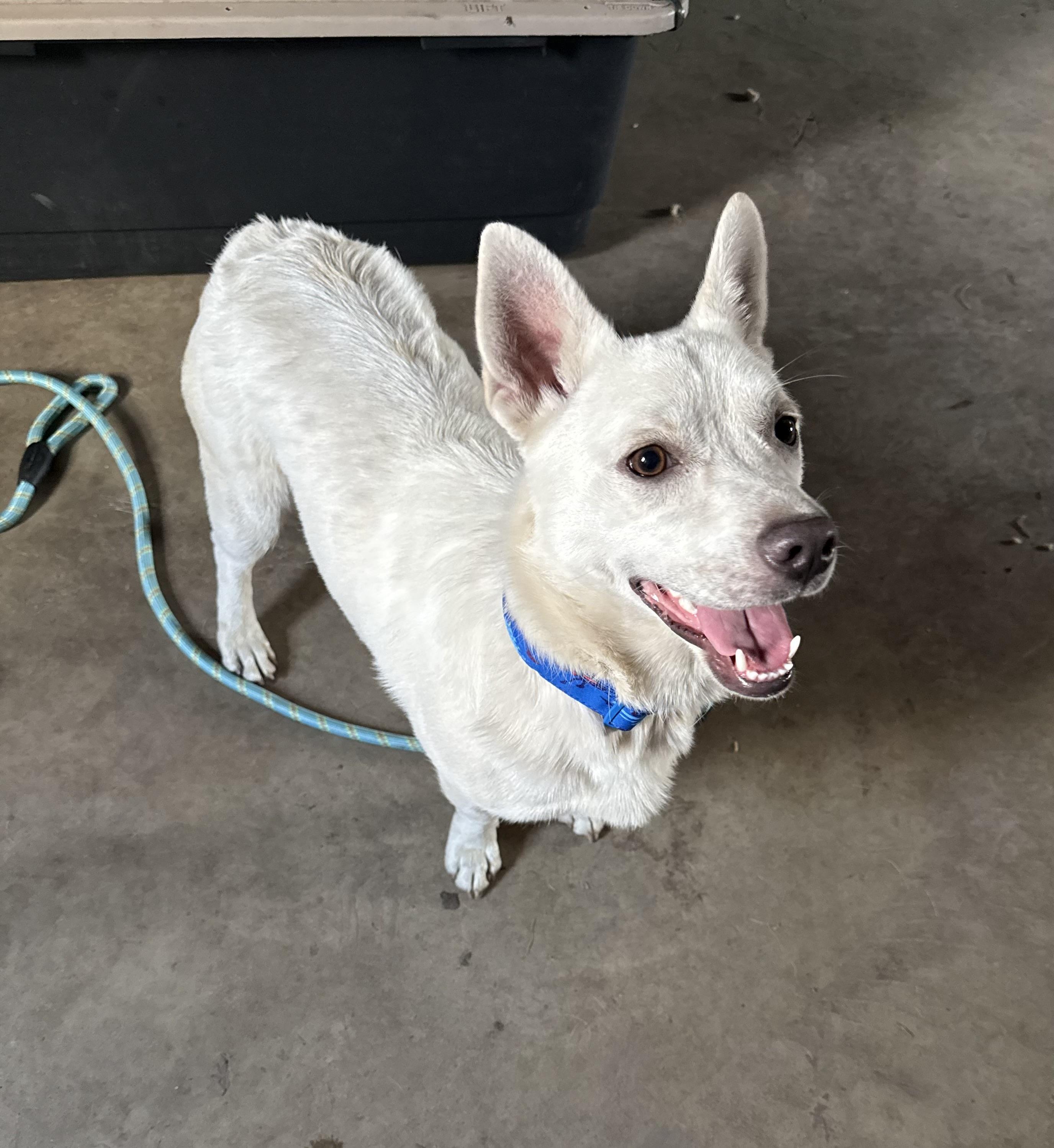 Mikey, ADOPTABLE, Young Male Mixed Breed.
