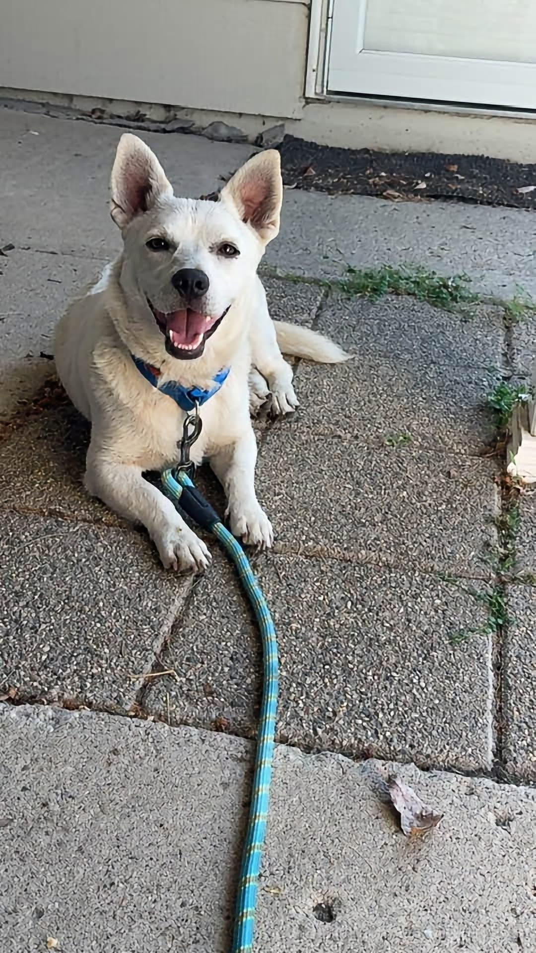 Enlarge Mikey, a Adoptable Mixed Breed in Cando, ND image 2/3