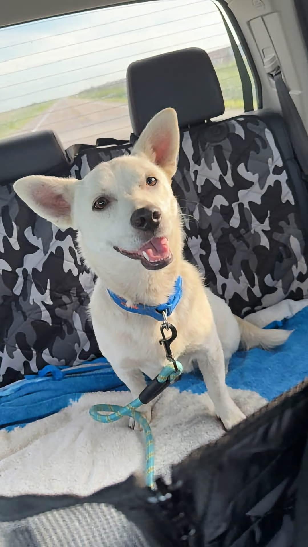 Enlarge Mikey, a Adoptable Mixed Breed in Cando, ND image 3/3
